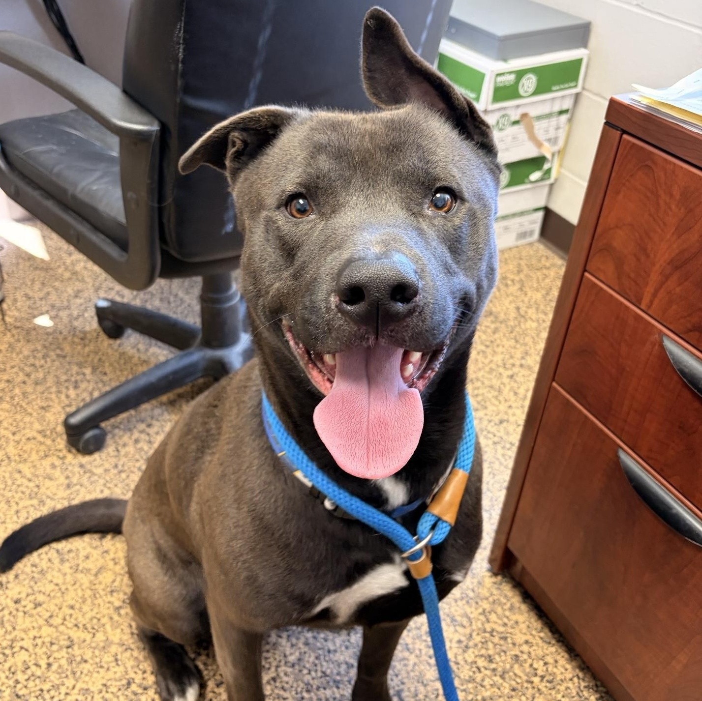 Bain, ADOPTABLE, Young Male Pit Bull Terrier & Husky.