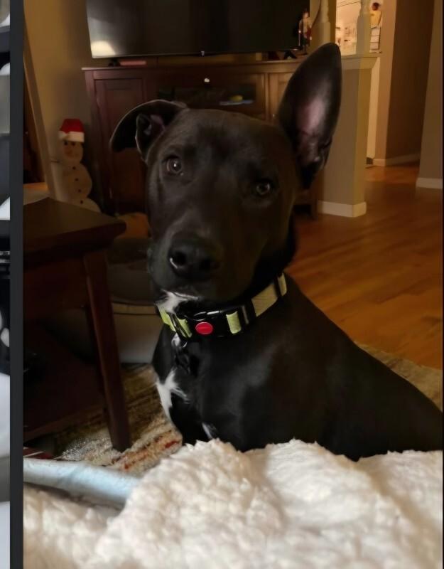 Bain, ADOPTABLE, Young Male Pit Bull Terrier & Husky.