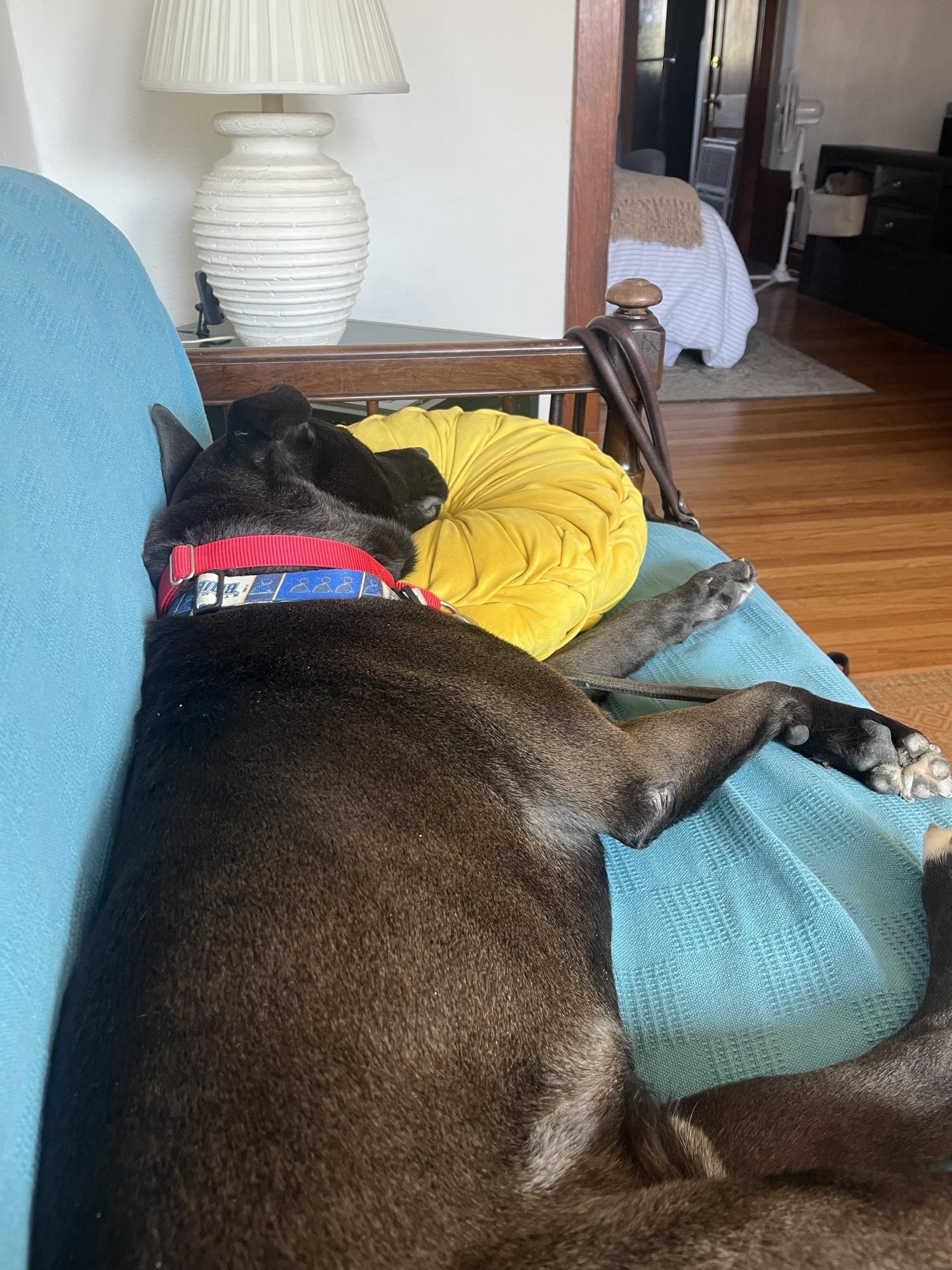 Enlarge Bain, an adoptable mixed breed in Saint Charles, MO image 4/5