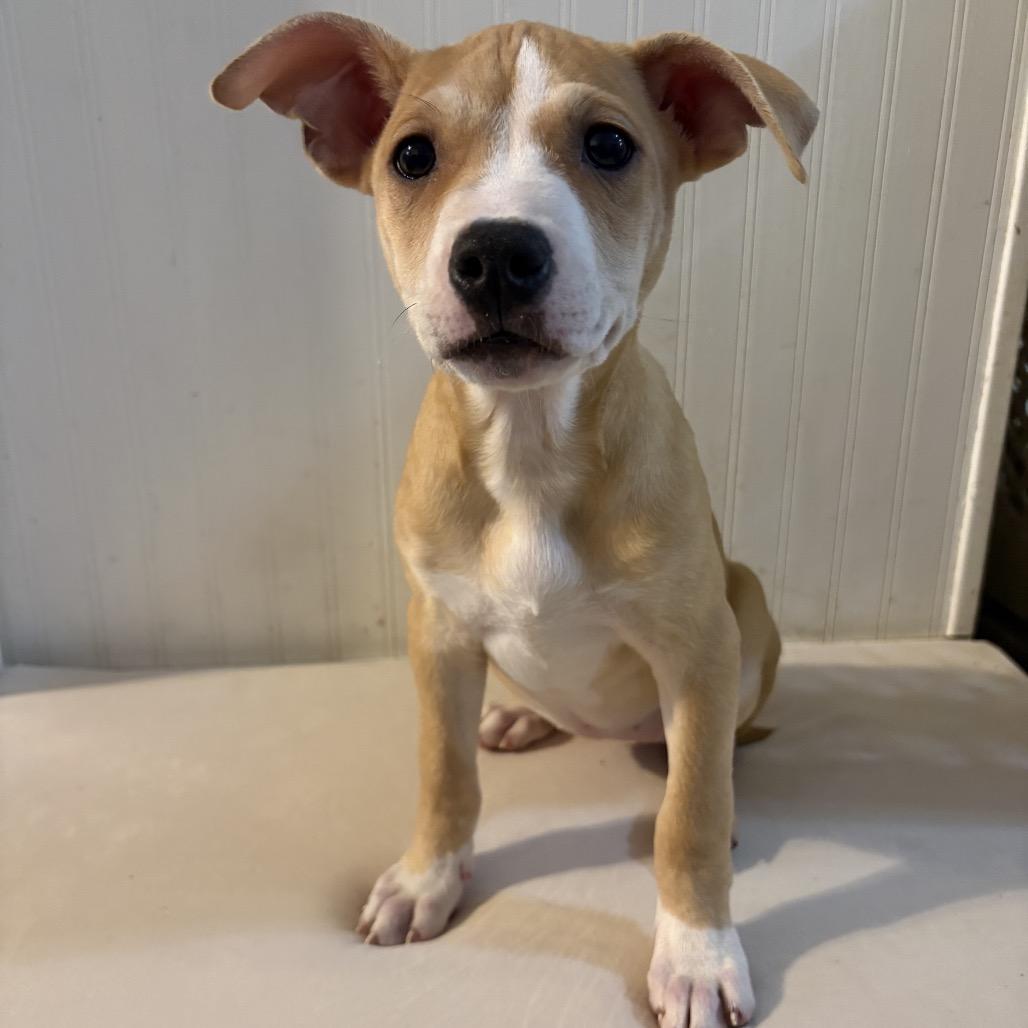 Flower, Adoptable, Puppy Female Cattle Dog & Mixed Breed.