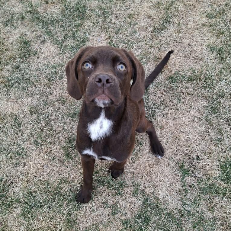 Enlarge SAPPHIRE, an adopted Mixed Breed in Loveland, CO image 2/5