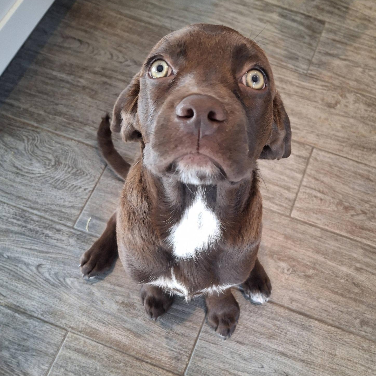 Enlarge SAPPHIRE, an adopted Mixed Breed in Loveland, CO image 5/5