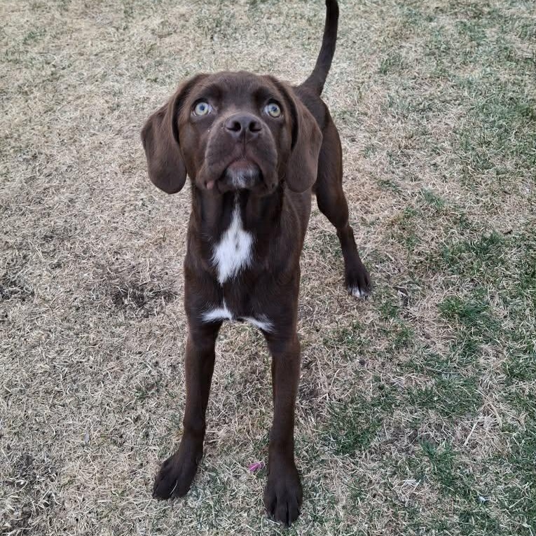 Enlarge SAPPHIRE, an adopted Mixed Breed in Loveland, CO image 3/5