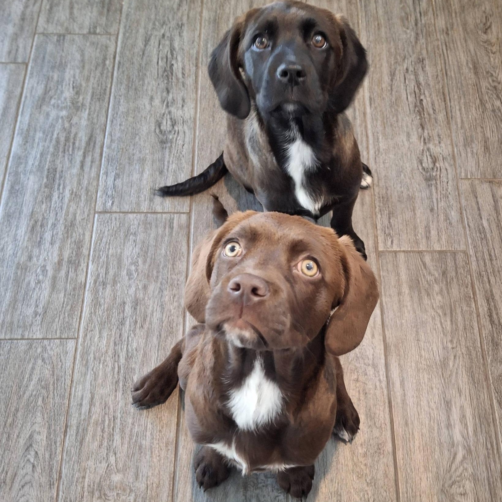 Enlarge SAPPHIRE, an adopted Mixed Breed in Loveland, CO image 4/5