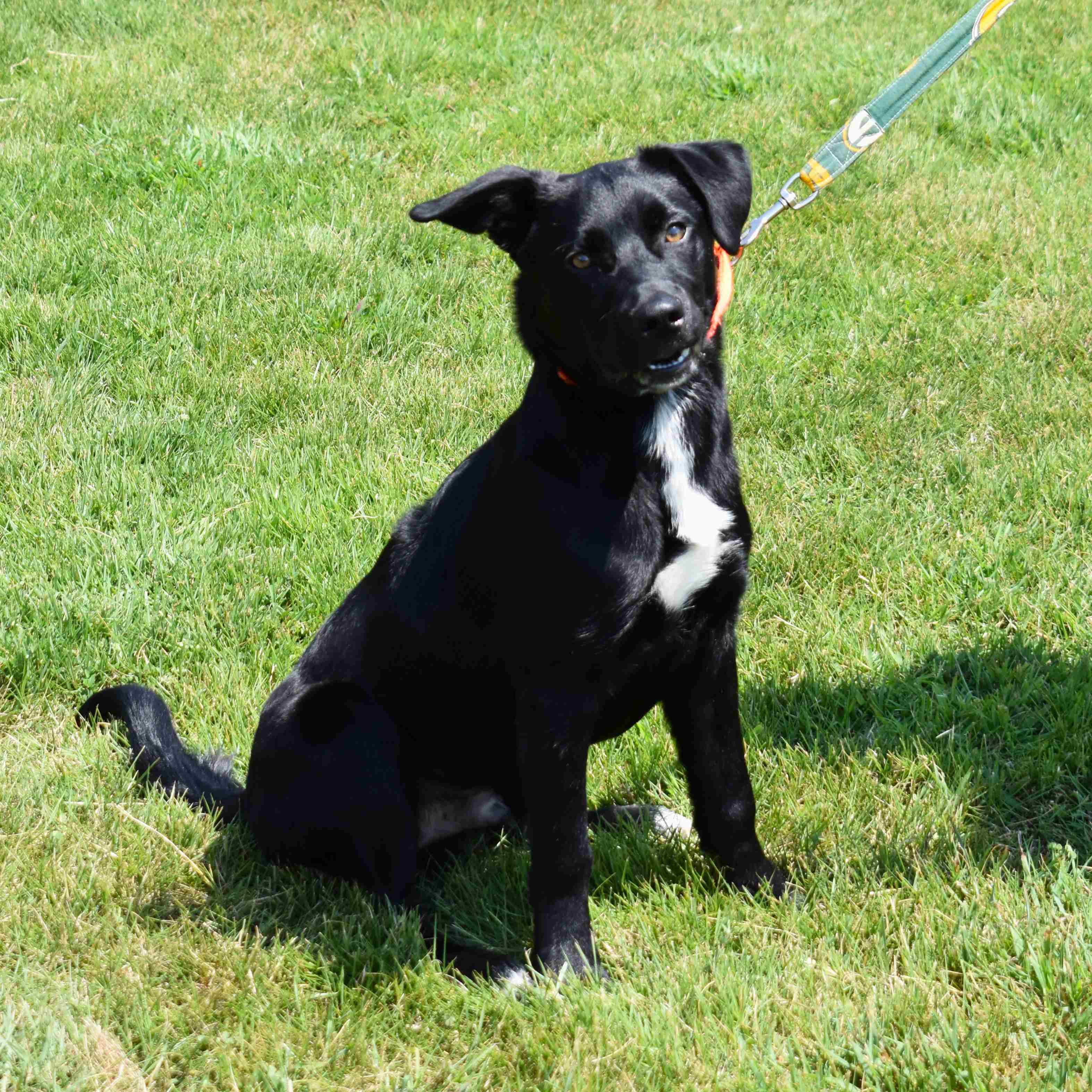 Enlarge Buck, a Adoptable Mixed Breed in Searcy, AR image 3/6