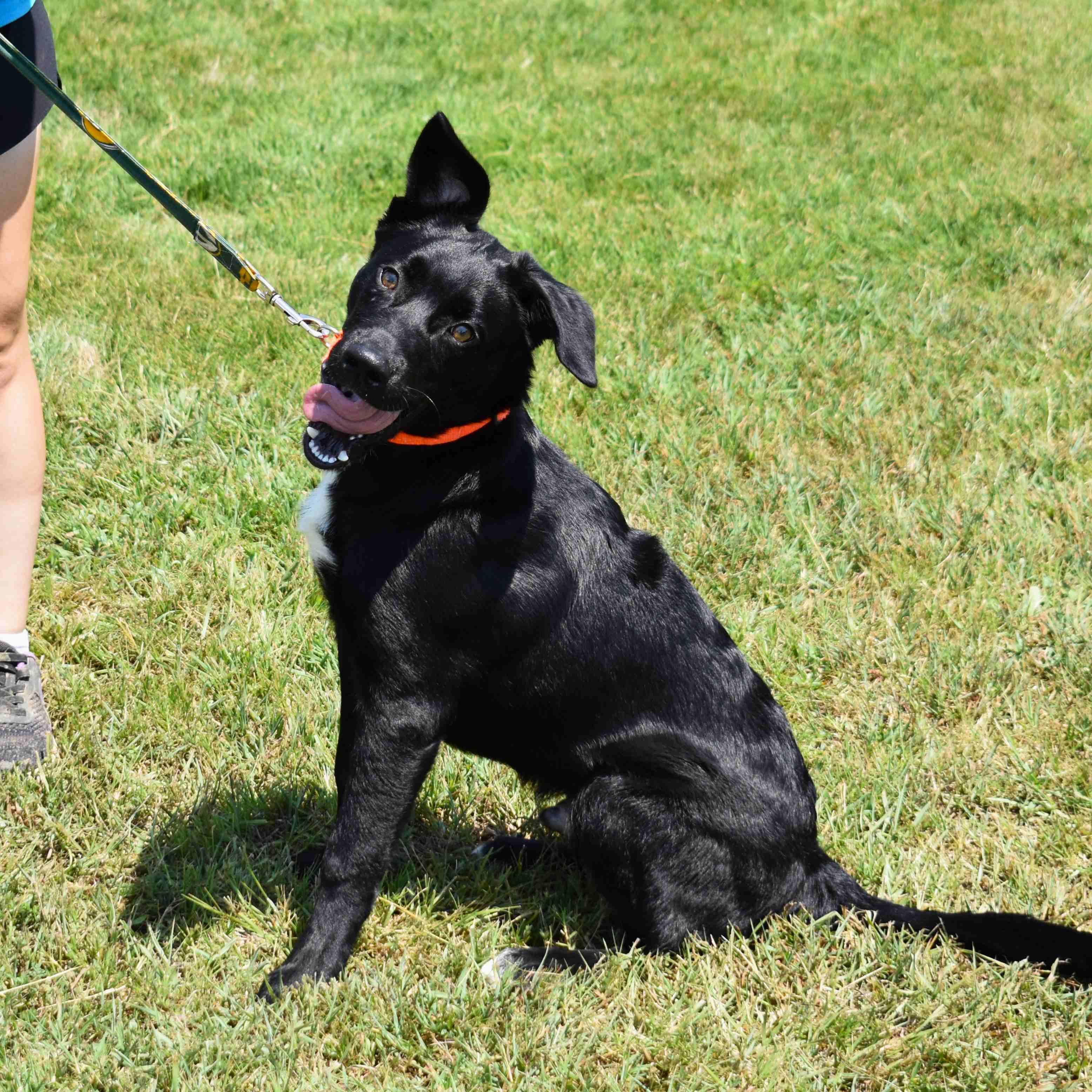 Enlarge Buck, a Adoptable Mixed Breed in Searcy, AR image 5/6
