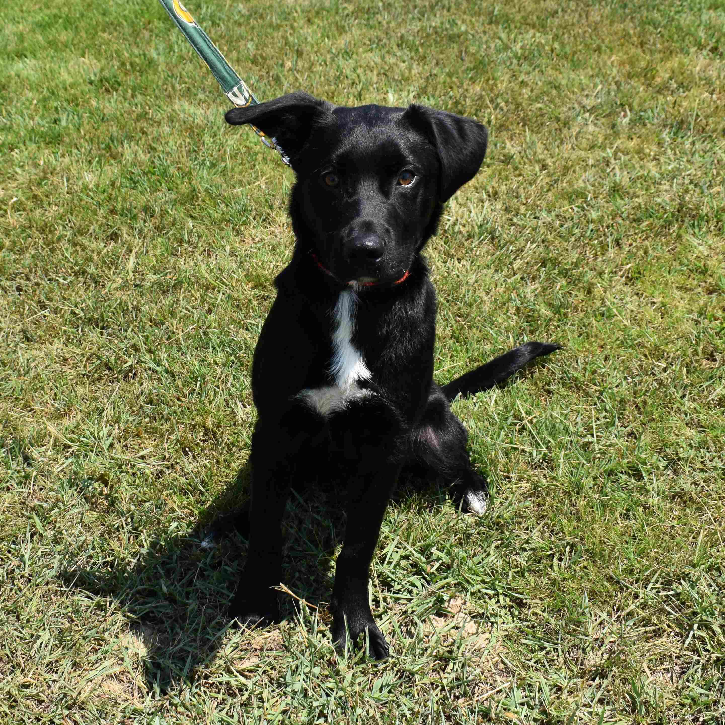Enlarge Buck, a Adoptable Mixed Breed in Searcy, AR image 2/6