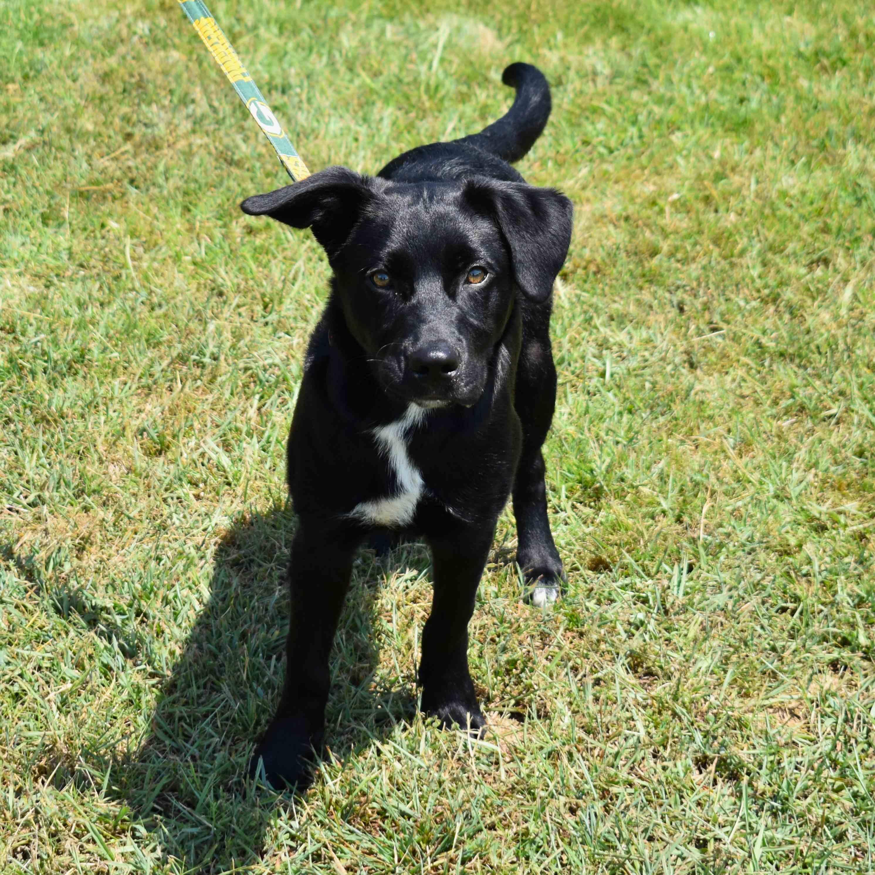 Enlarge Buck, a Adoptable Mixed Breed in Searcy, AR image 4/6