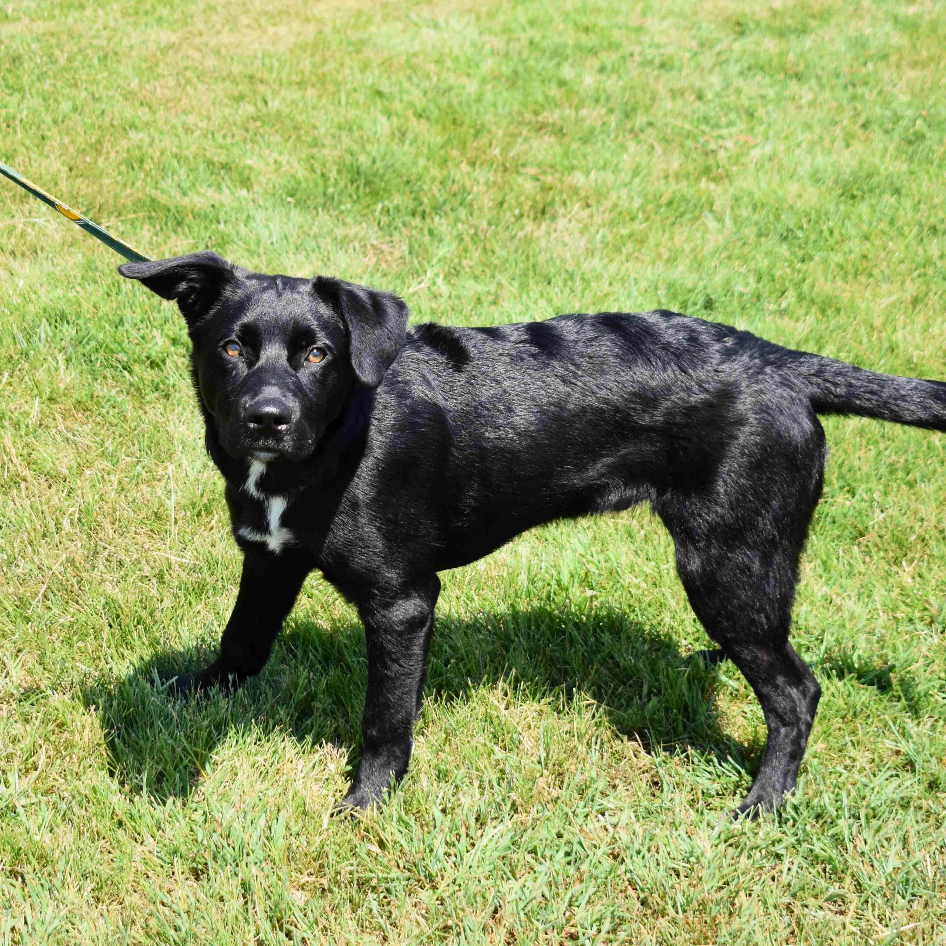 Enlarge Buck, a Adoptable Mixed Breed in Searcy, AR image 1/6