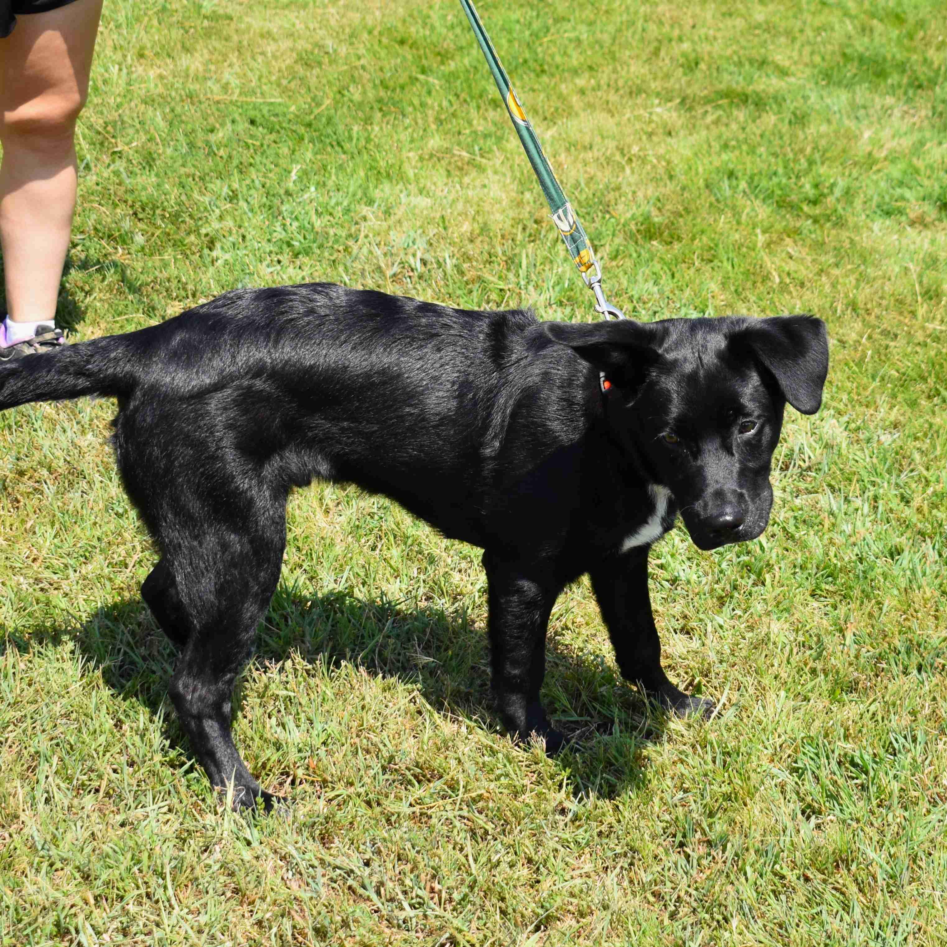 Enlarge Buck, a Adoptable Mixed Breed in Searcy, AR image 6/6