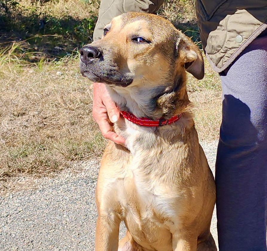 Buck, Adoptable, Young Male Yellow Labrador Retriever.