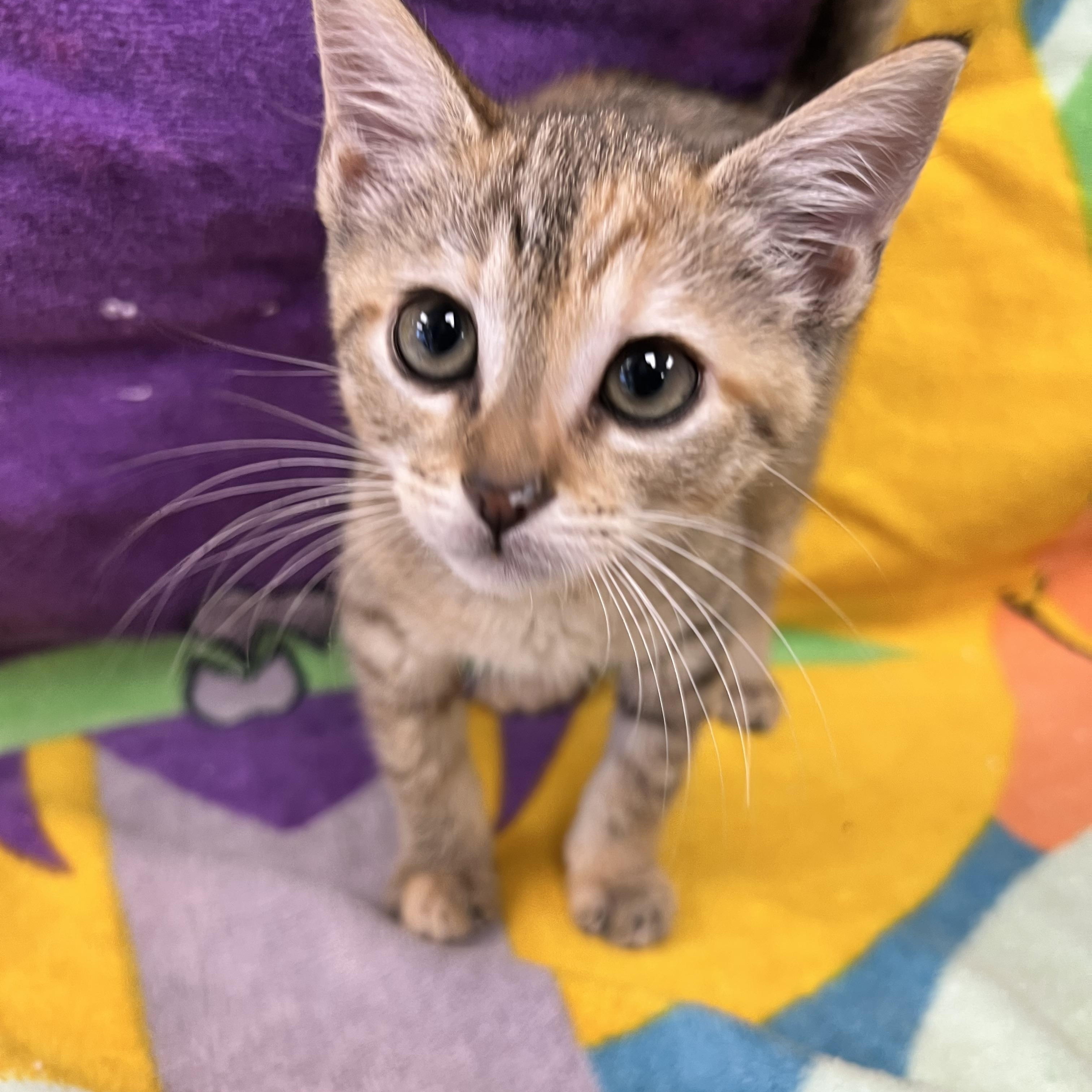 Nebula, a ADOPTABLE Domestic Short Hair in Bear, DE image 1/2