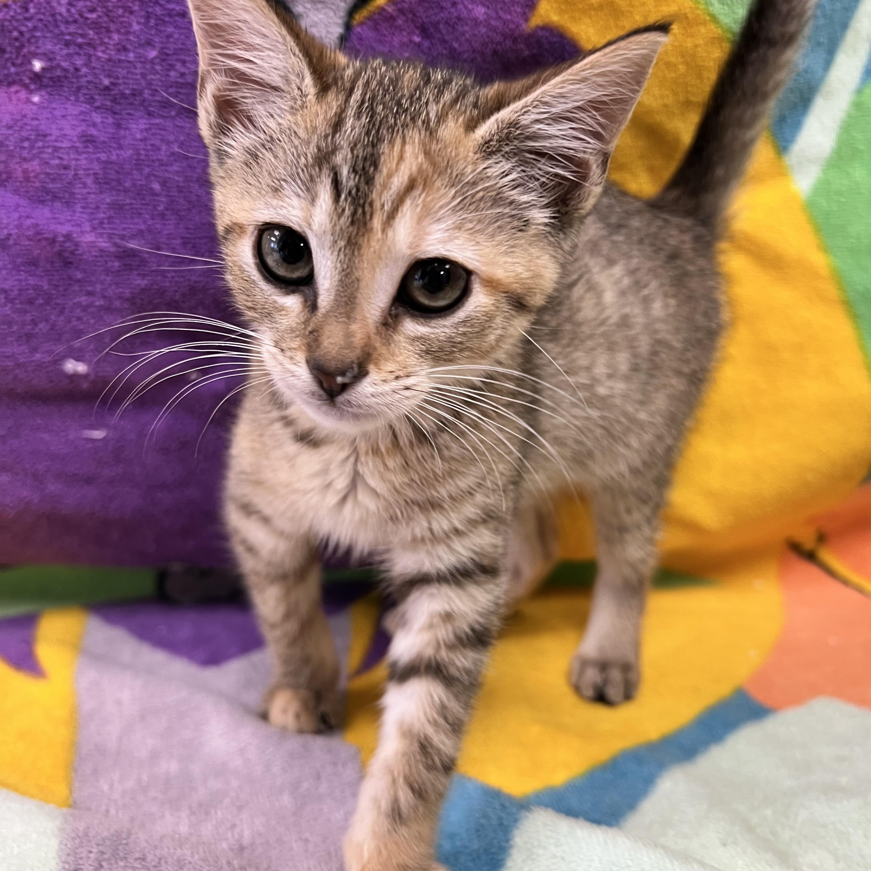 Nebula, a ADOPTABLE Domestic Short Hair in Bear, DE image 2/2