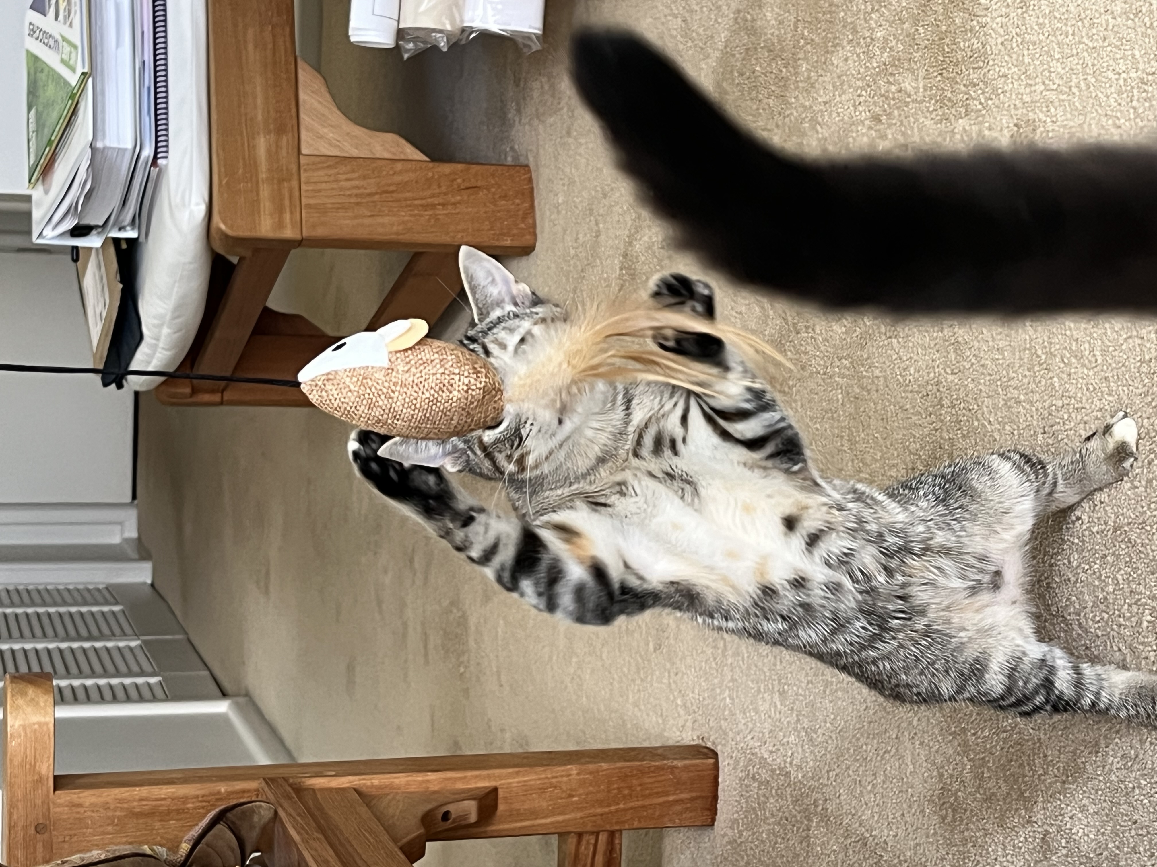 Allie, a Adoptable Tabby in Nacogdoches, TX image 3/4