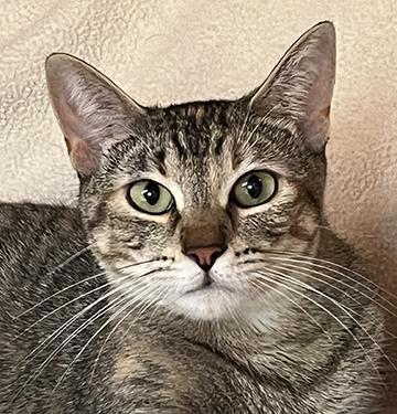 Allie, a Adoptable Tabby in Nacogdoches, TX image 1/4
