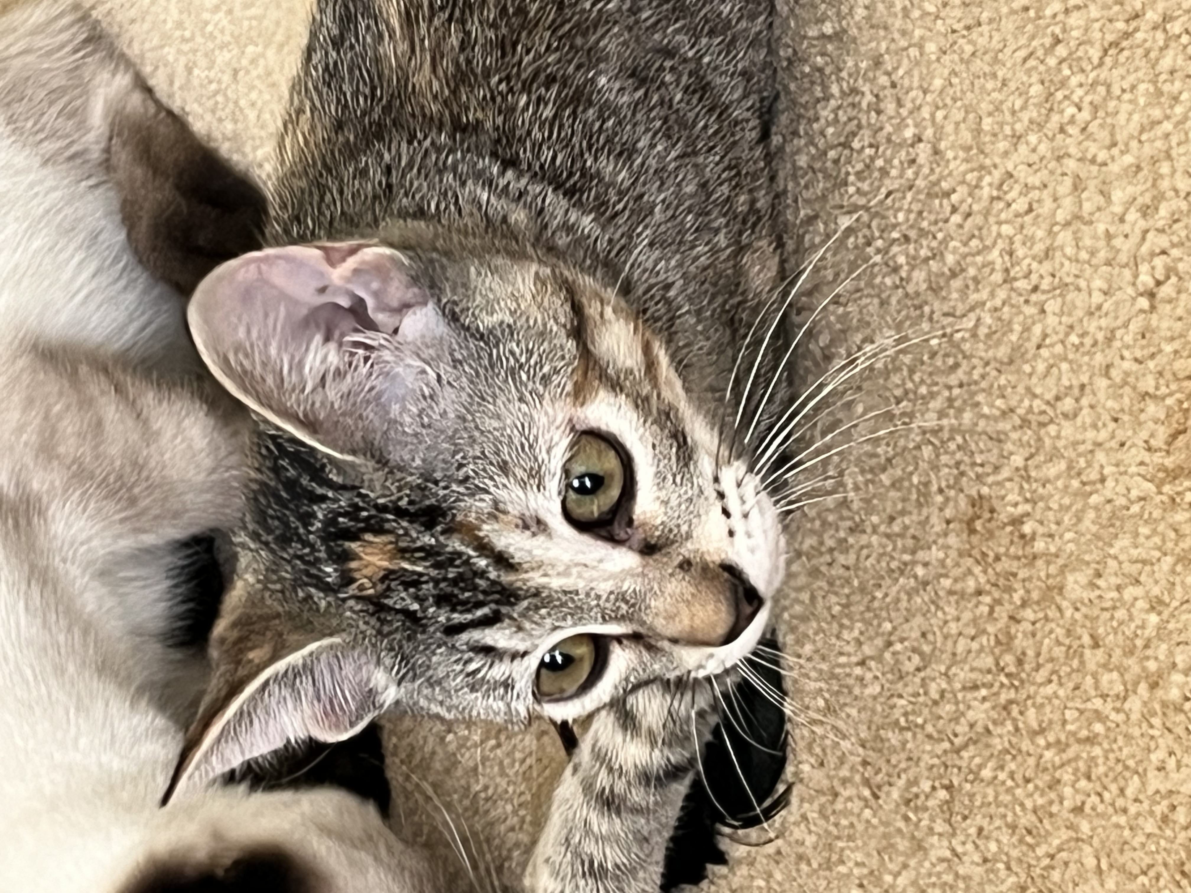 Allie, a Adoptable Tabby in Nacogdoches, TX image 2/4
