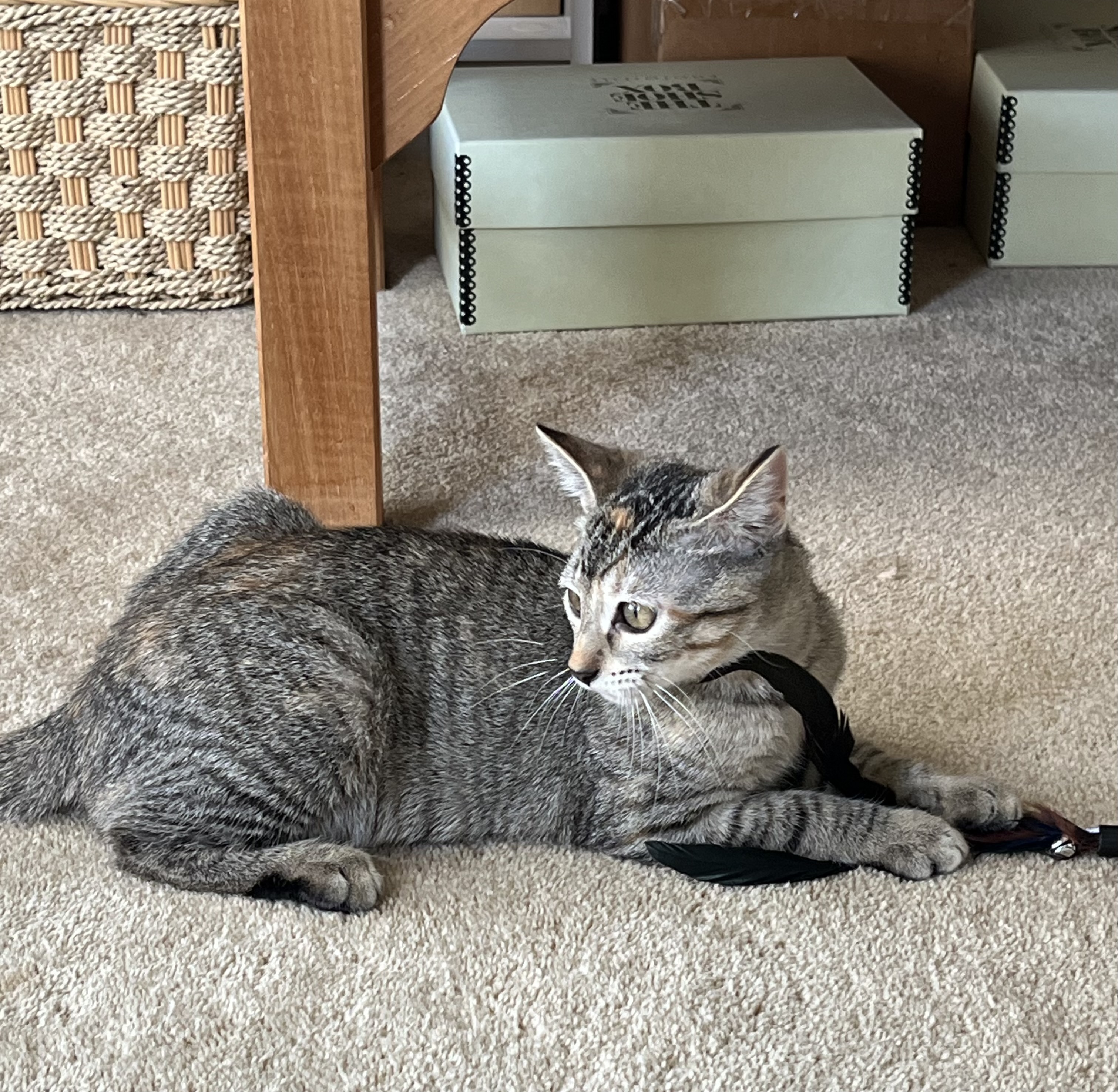 Allie, a Adoptable Tabby in Nacogdoches, TX image 4/4