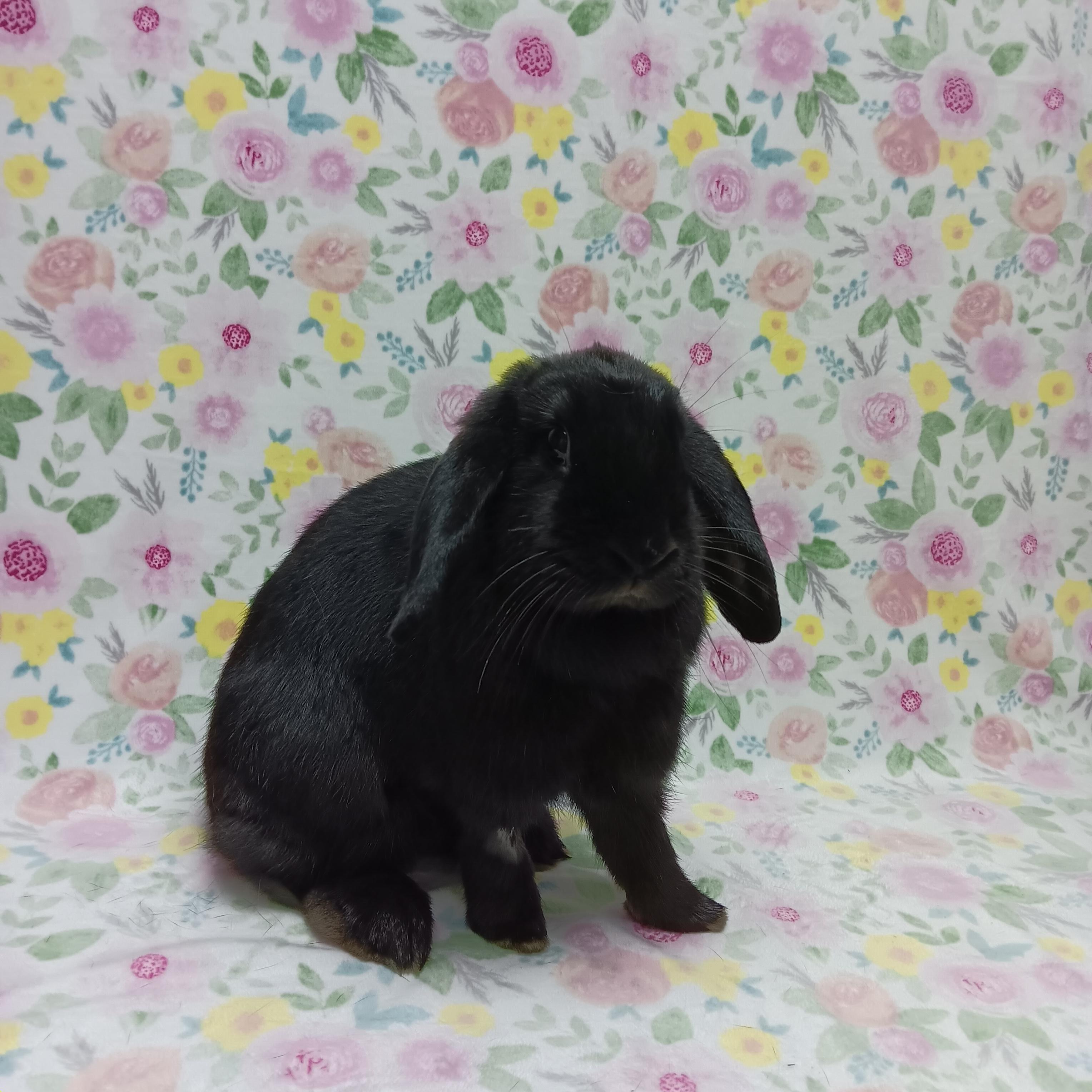 Enlarge Bell and Bow, a ADOPTABLE Lop Eared in Harrisburg, PA image 3/3