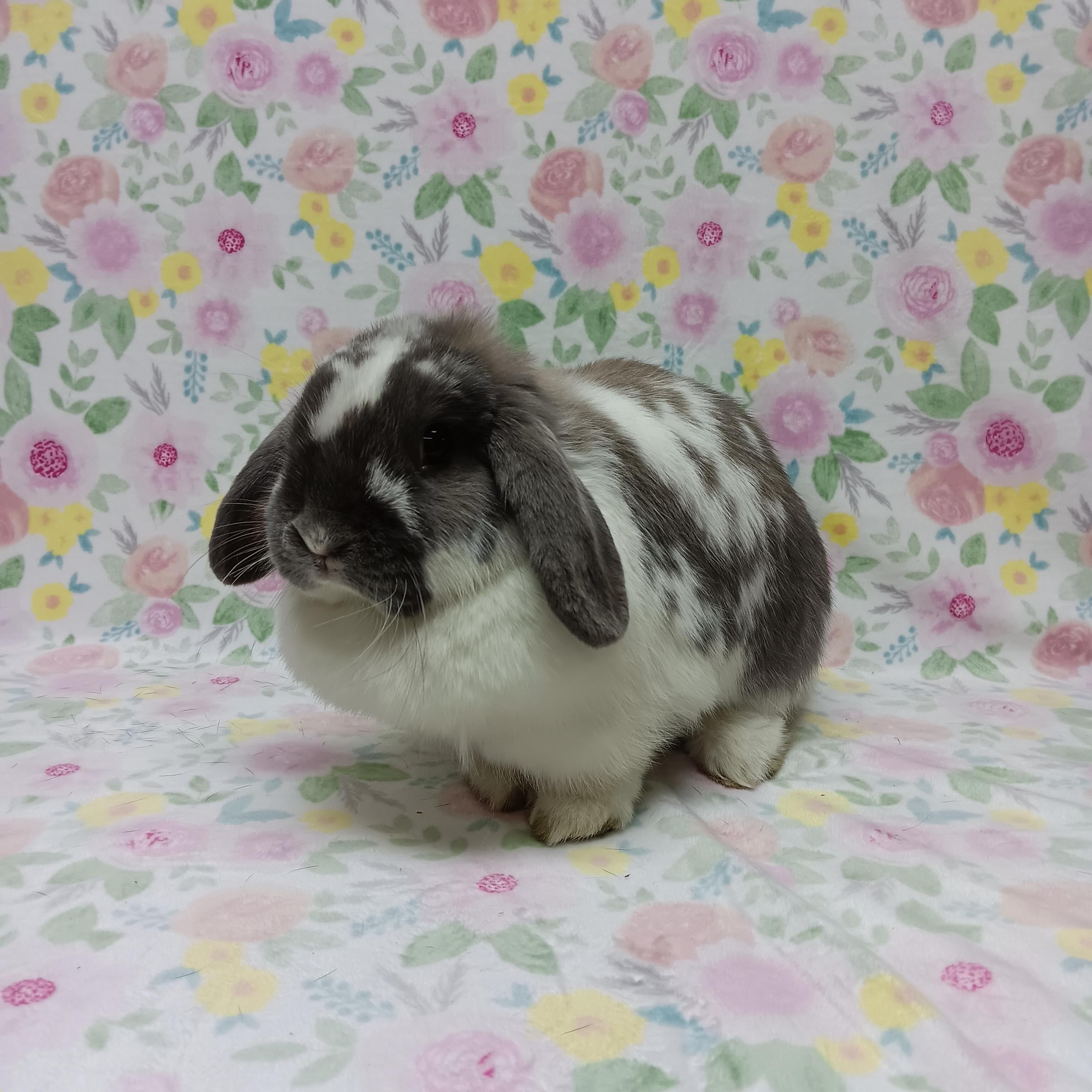 Enlarge Bell and Bow, a ADOPTABLE Lop Eared in Harrisburg, PA image 2/3