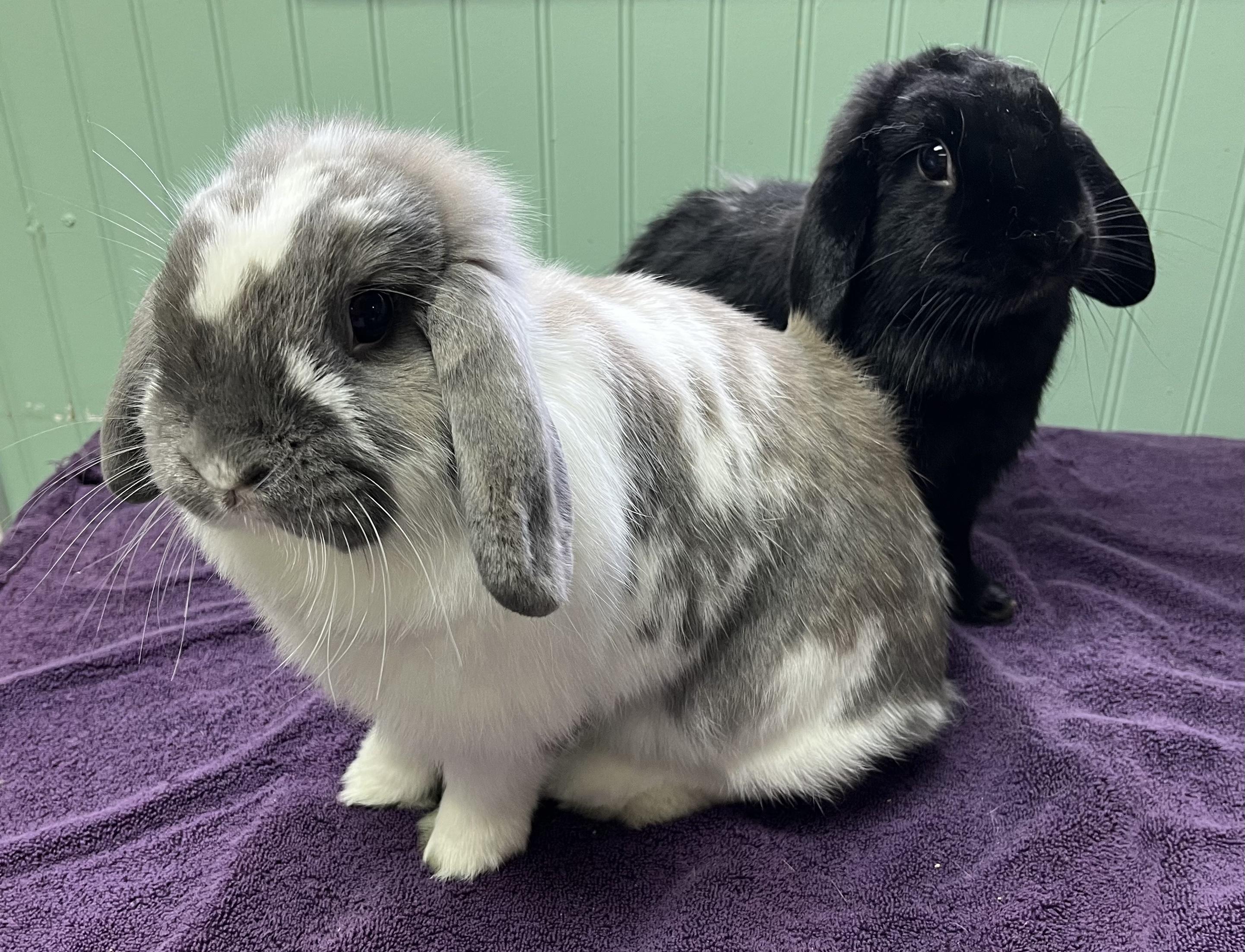 Bell and Bow, ADOPTABLE, Adult Female Lop Eared.