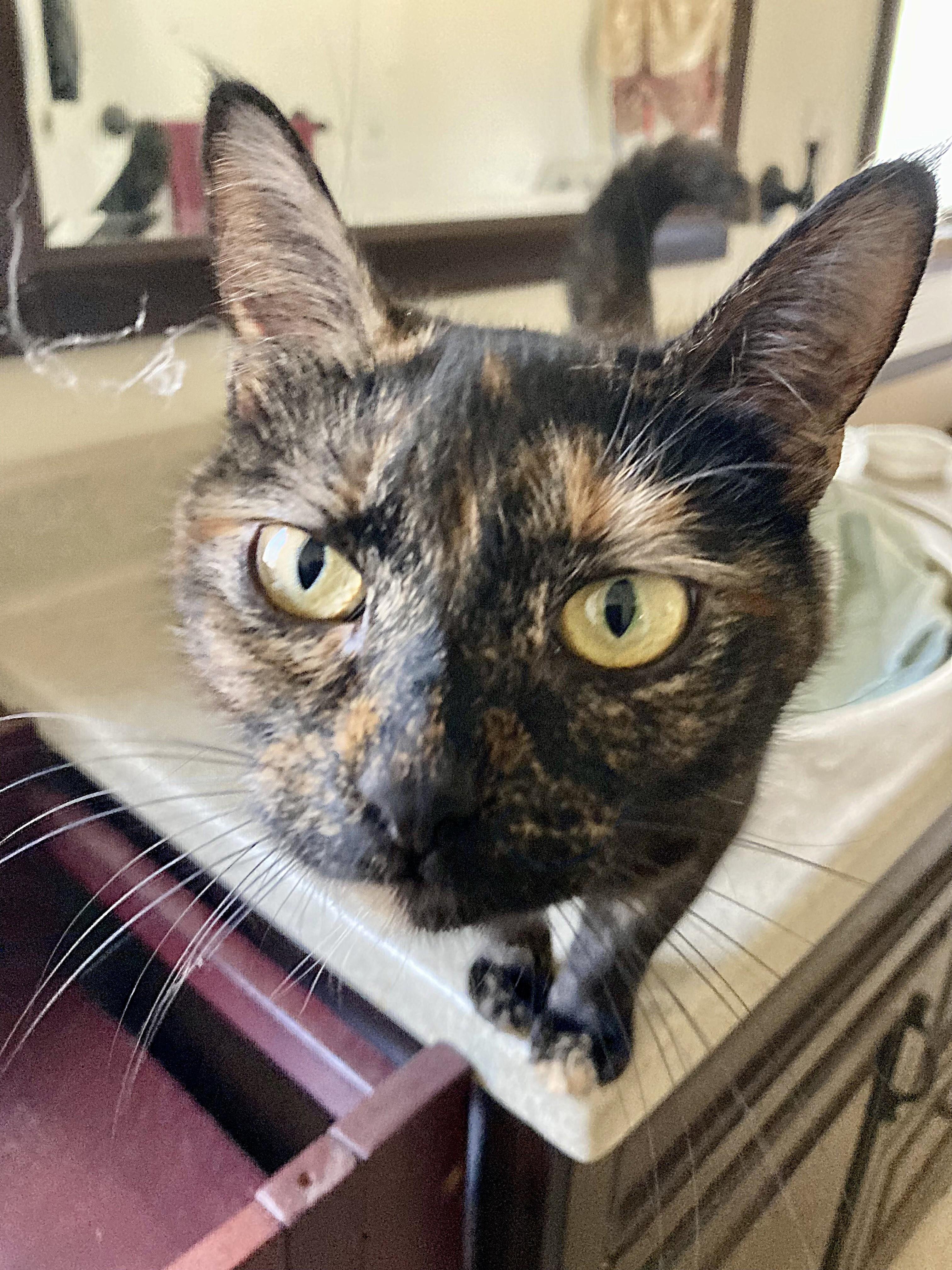 Enlarge Esmeralda, a ADOPTABLE mixed breed in Rocky Hill, CT image 3/4