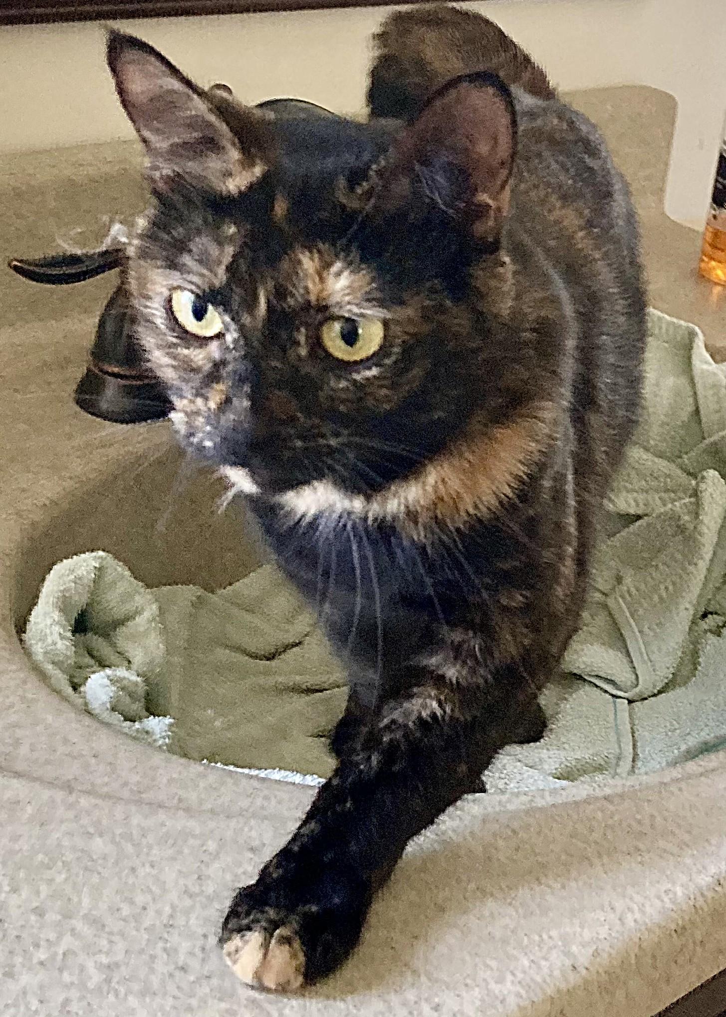 Enlarge Esmeralda, a ADOPTABLE mixed breed in Rocky Hill, CT image 4/4