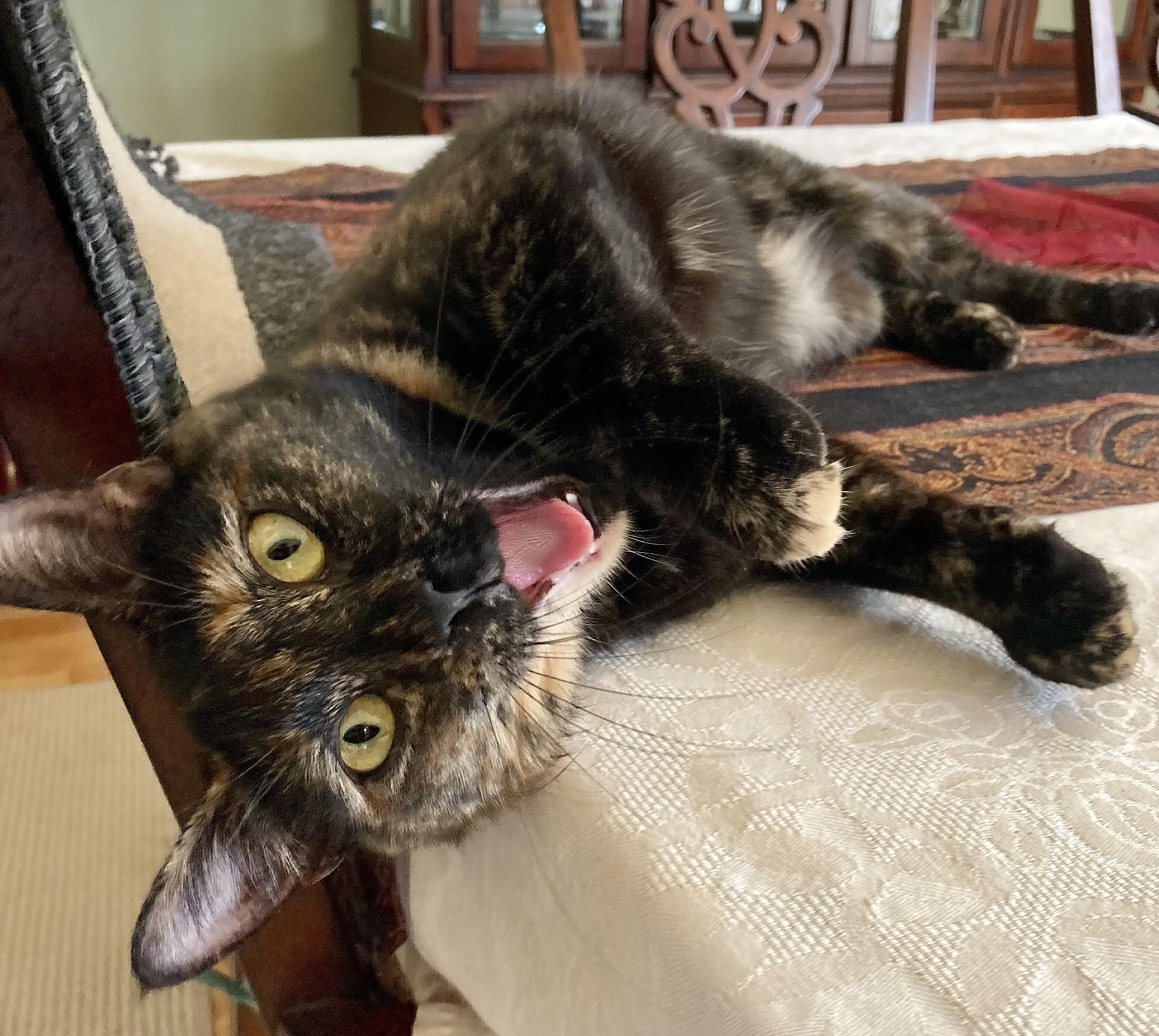 Enlarge Esmeralda, a ADOPTABLE mixed breed in Rocky Hill, CT image 1/4