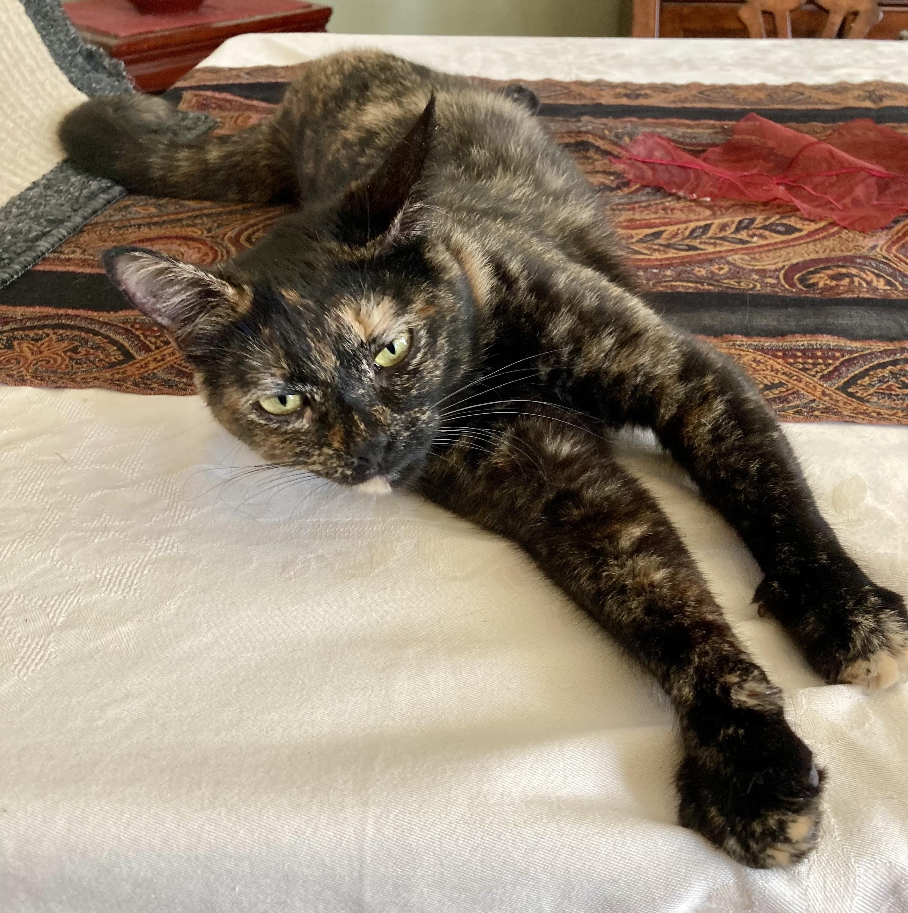 Enlarge Esmeralda, a ADOPTABLE mixed breed in Rocky Hill, CT image 2/4