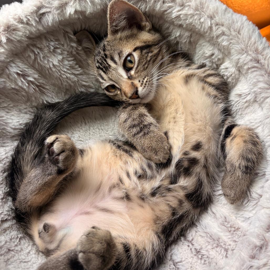 Enlarge Churro, a Adoptable Domestic Short Hair in Fort Worth, TX image 2/3