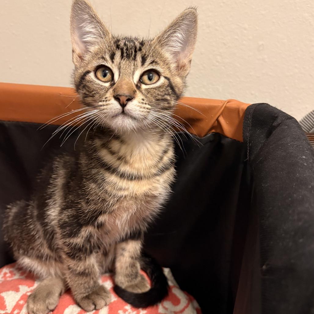 Enlarge Churro, a Adoptable Domestic Short Hair in Fort Worth, TX image 3/3