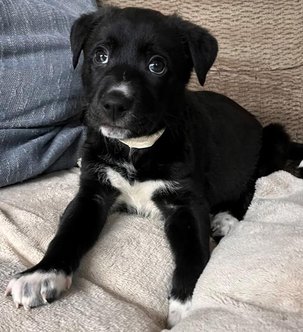 Enlarge Serin, a Adoptable mixed breed in Walnut Creek, CA image 1/1