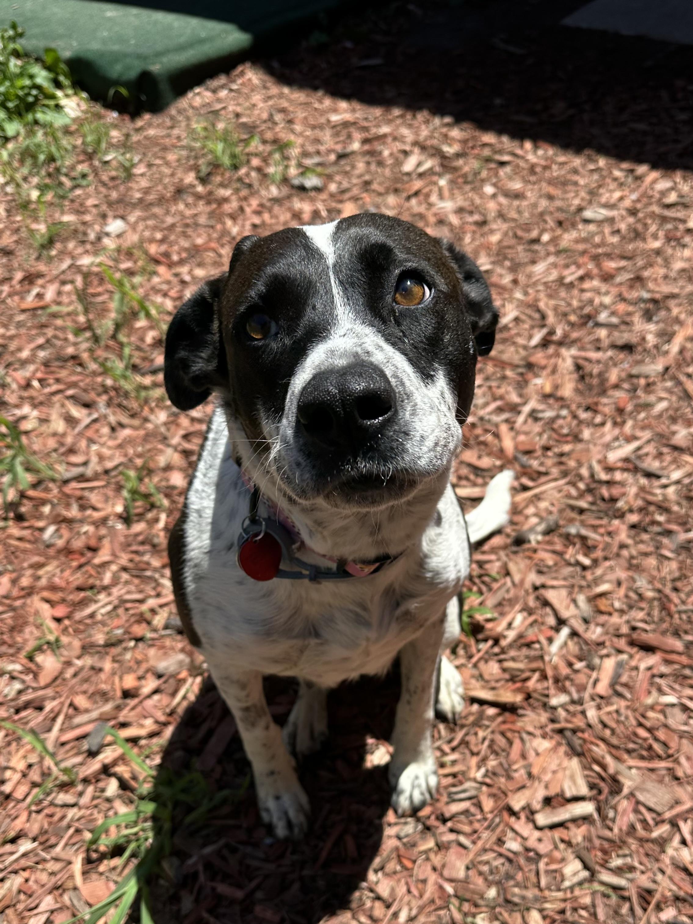 Miss E., Adult Female Mixed Breed