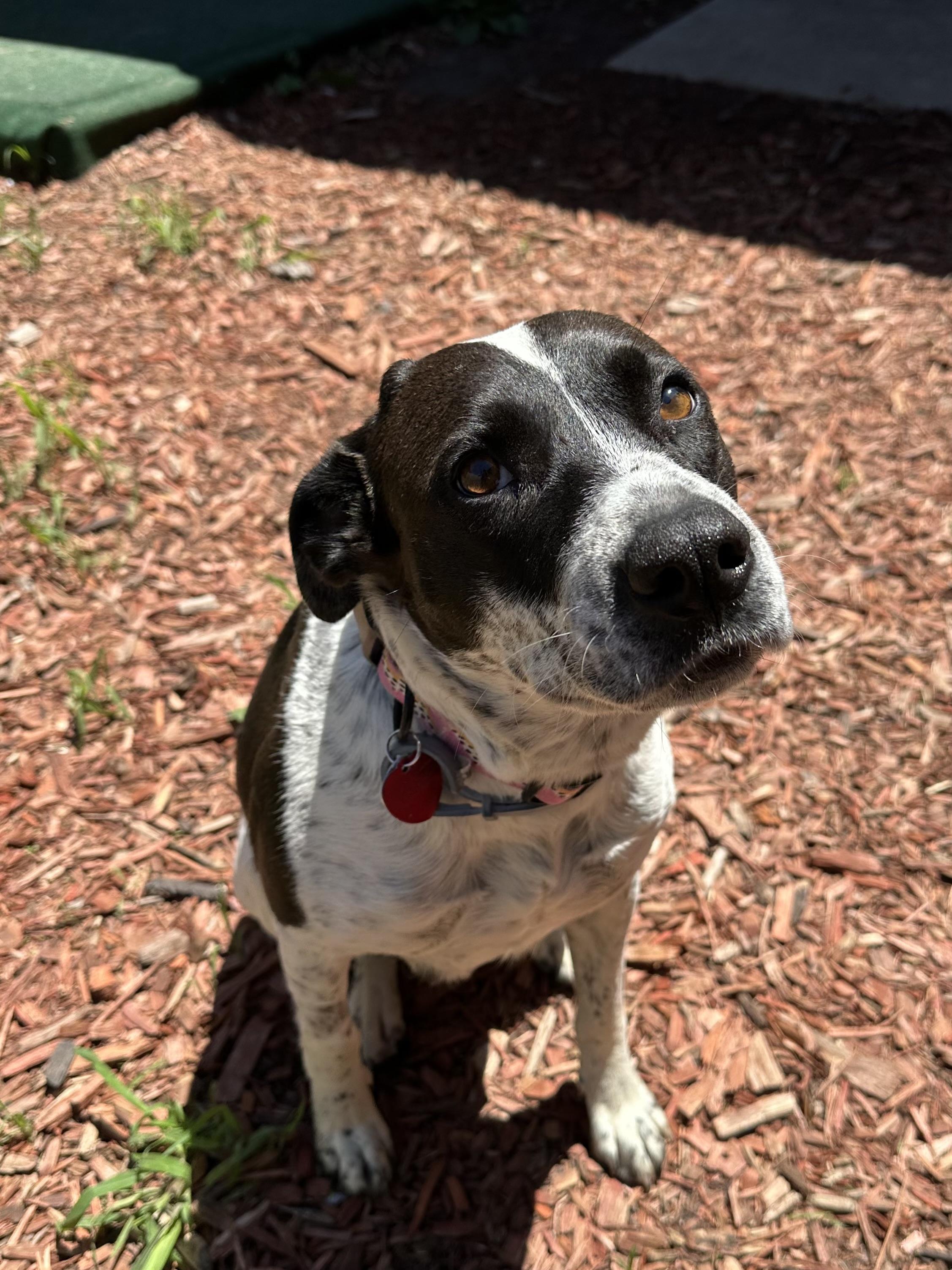 Miss E., an adoptable Mixed Breed in Brookings, SD, 57006 | Photo Image 2