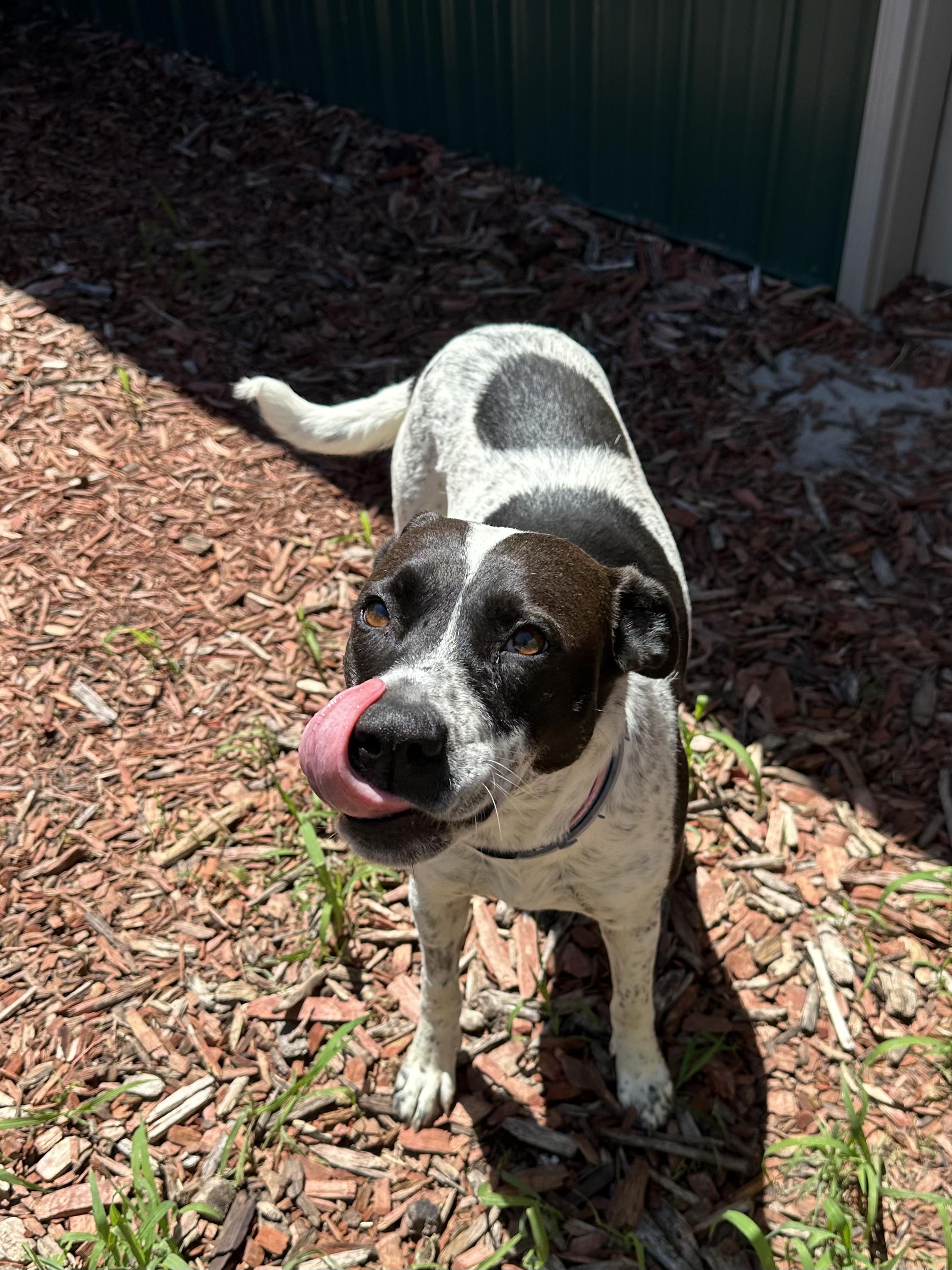 Miss E., an adoptable Mixed Breed in Brookings, SD, 57006 | Photo Image 3