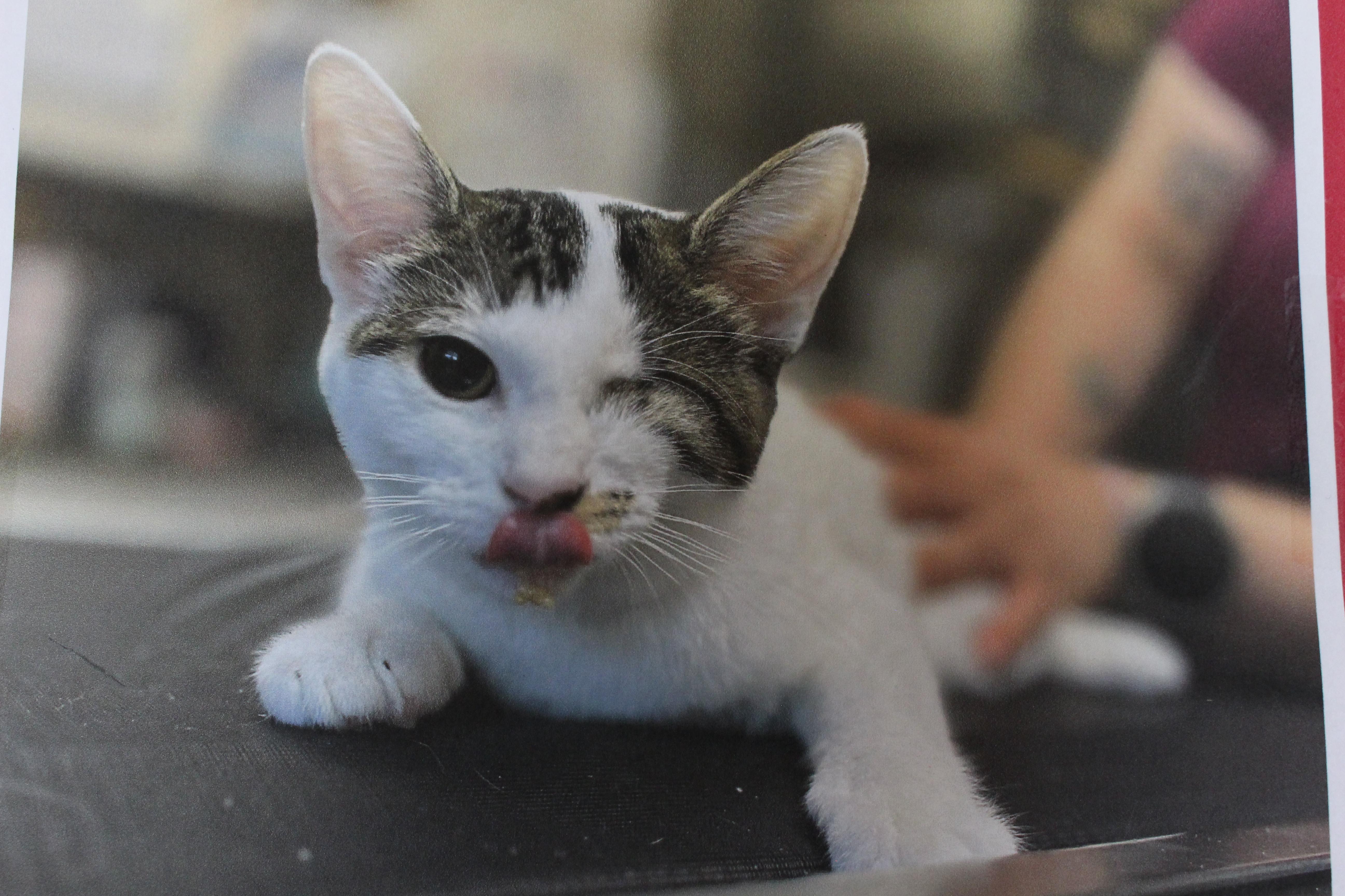 0822-2609, Adoptable, Kitten Female Domestic Short Hair.