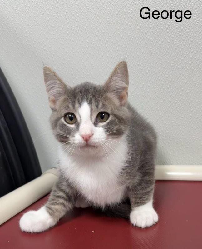George, ADOPTABLE, Kitten Male Domestic Short Hair.