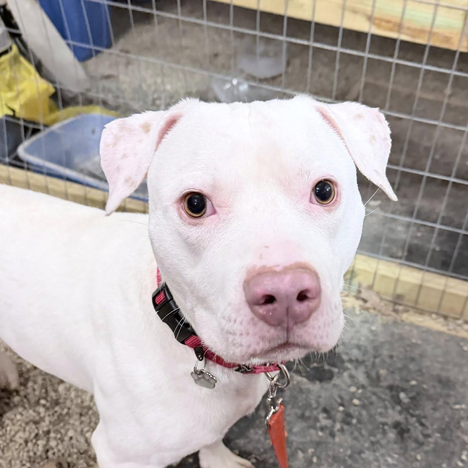 Kyro, ADOPTABLE, Young Male Pit Bull Terrier.