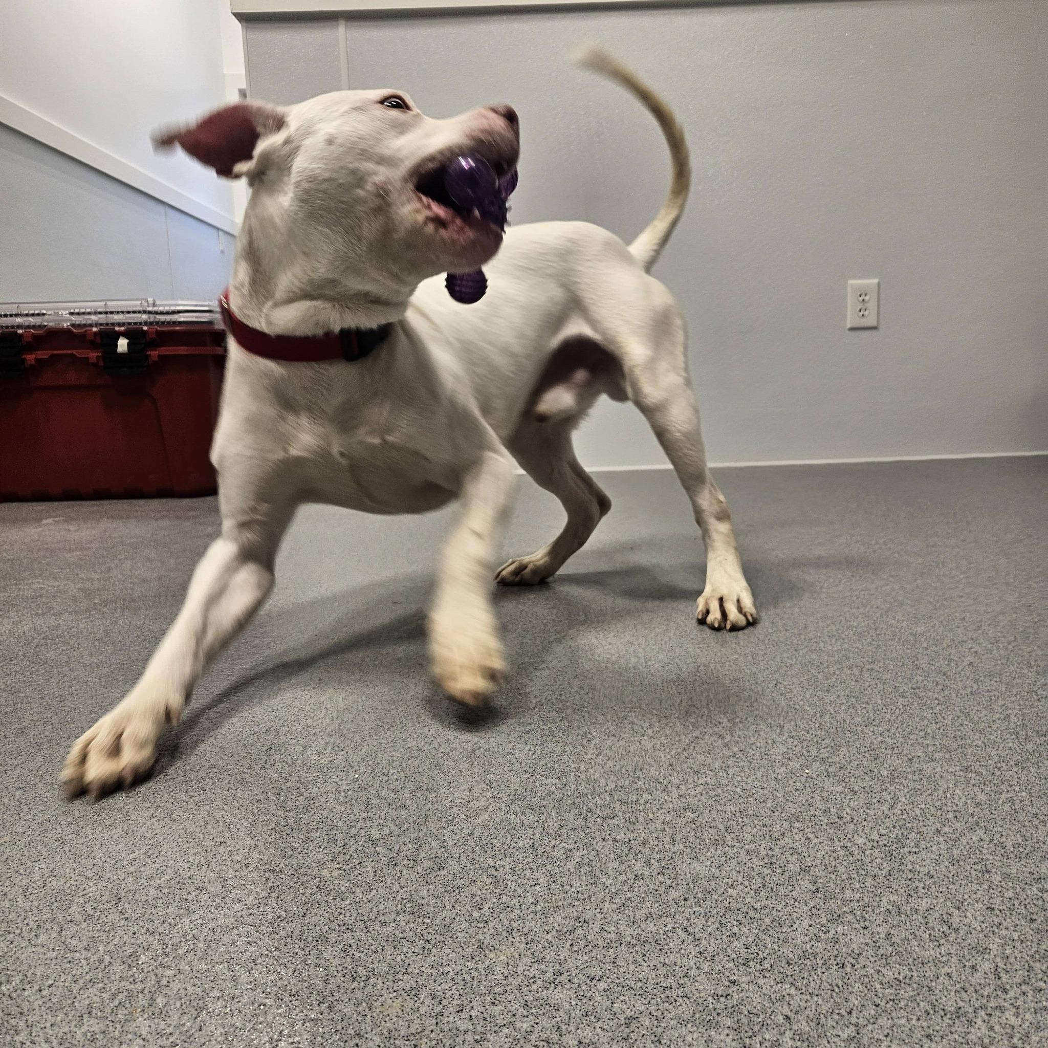 Enlarge Kyro, a ADOPTABLE mixed breed in Grafton, OH image 4/5