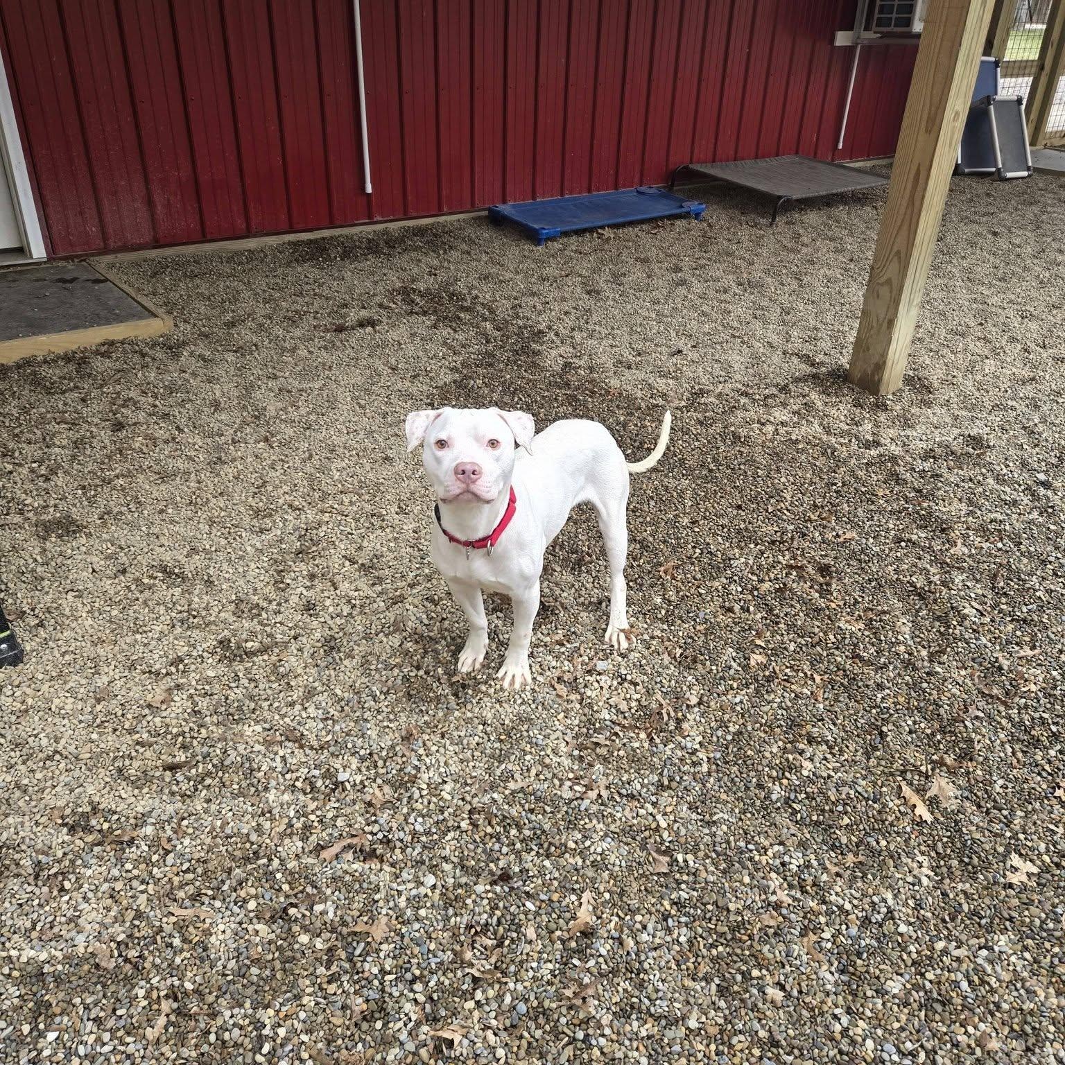 Enlarge Kyro, a ADOPTABLE mixed breed in Grafton, OH image 2/5