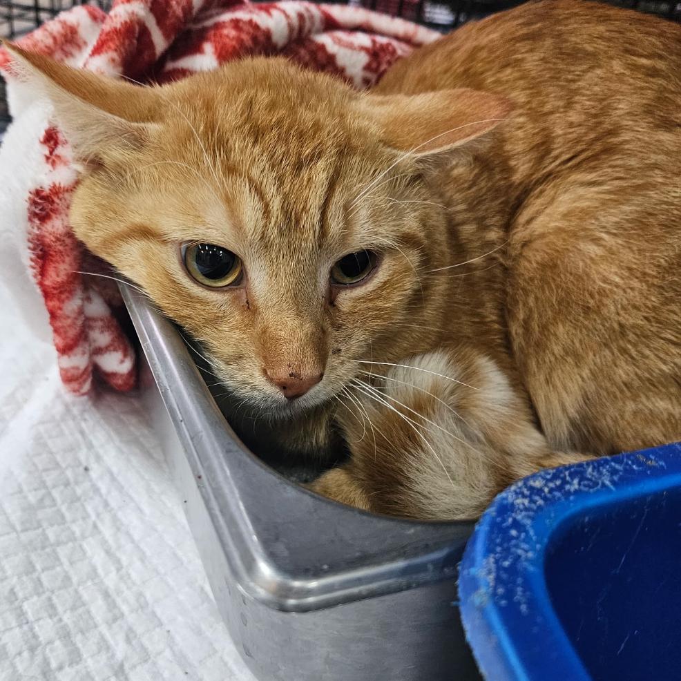 Pine Sol, a Adoptable mixed breed in Hattiesburg, MS image 1/2