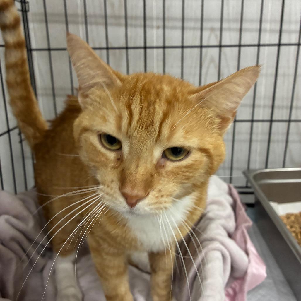 Pine Sol, a Adoptable mixed breed in Hattiesburg, MS image 2/2