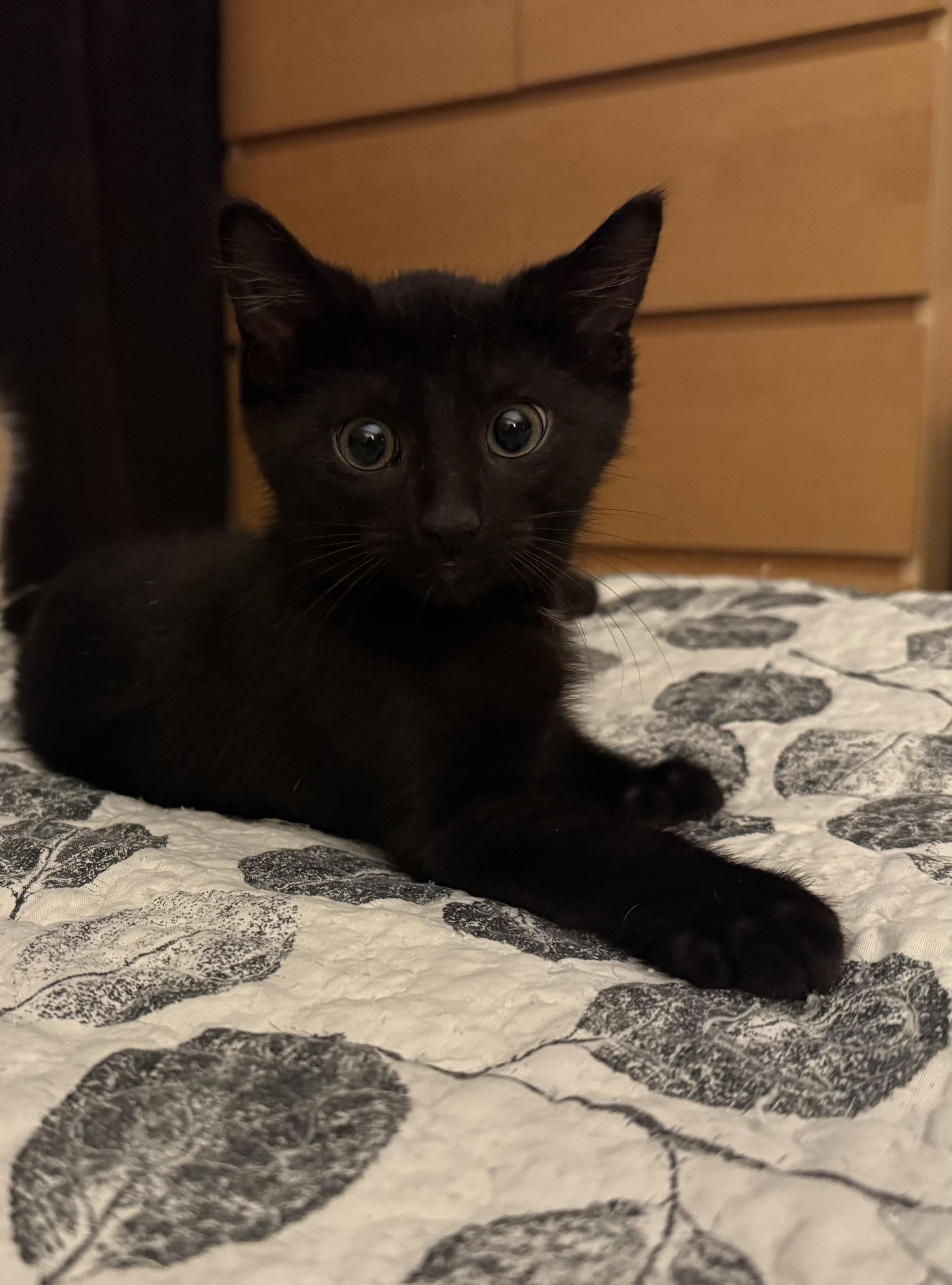 Enlarge Gelato, a Adoptable Domestic Short Hair in Pickering, ON image 1/2