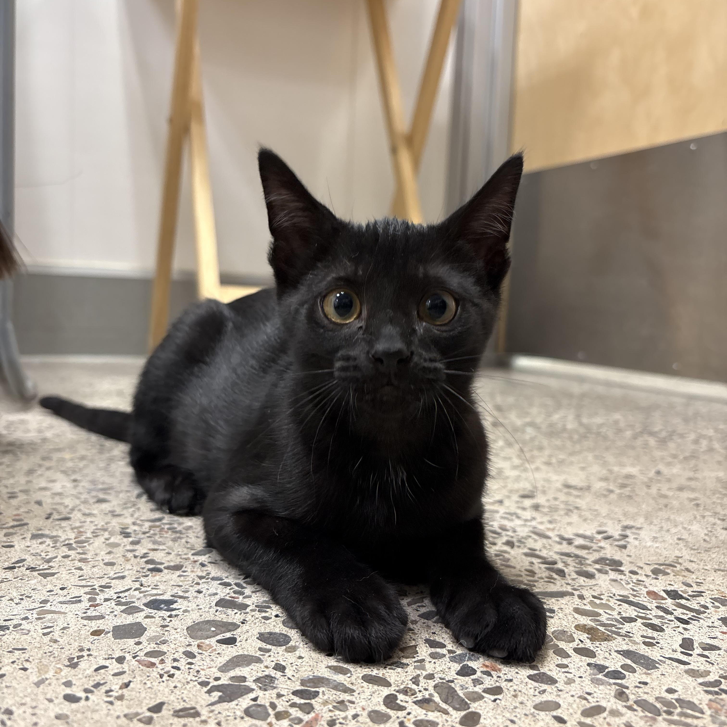 Enlarge Gelato, a Adoptable Domestic Short Hair in Pickering, ON image 2/2