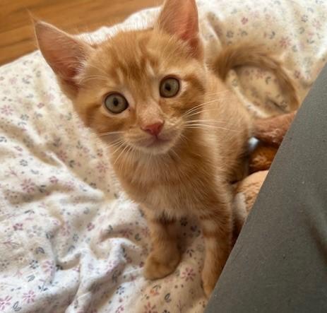 Little Tuck, a ADOPTABLE Tabby in Eagle Point, OR image 1/6