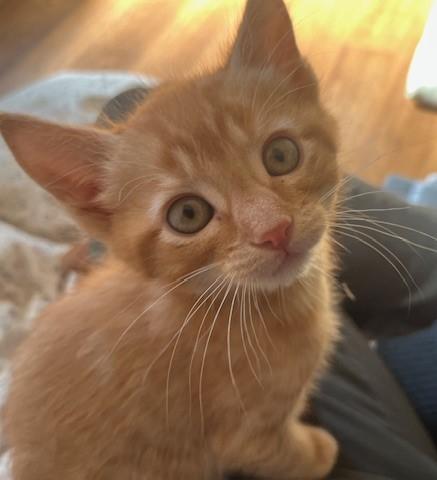 Little Tuck, a ADOPTABLE Tabby in Eagle Point, OR image 4/6