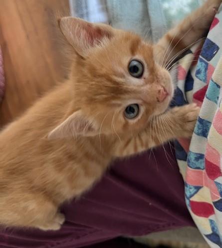 Little Tuck, a ADOPTABLE Tabby in Eagle Point, OR image 3/6