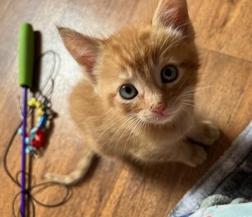 Little Tuck, a ADOPTABLE Tabby in Eagle Point, OR image 5/6