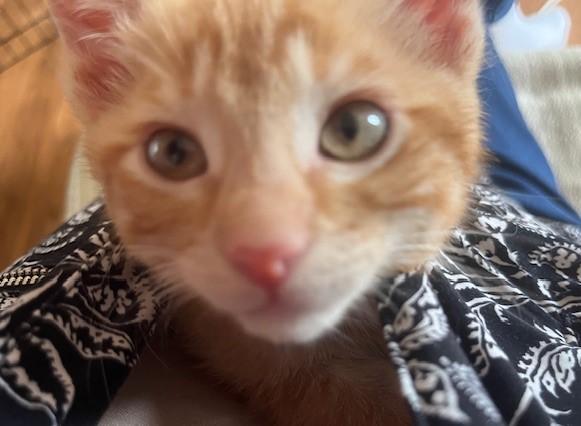 Little Tuck, a ADOPTABLE Tabby in Eagle Point, OR image 6/6
