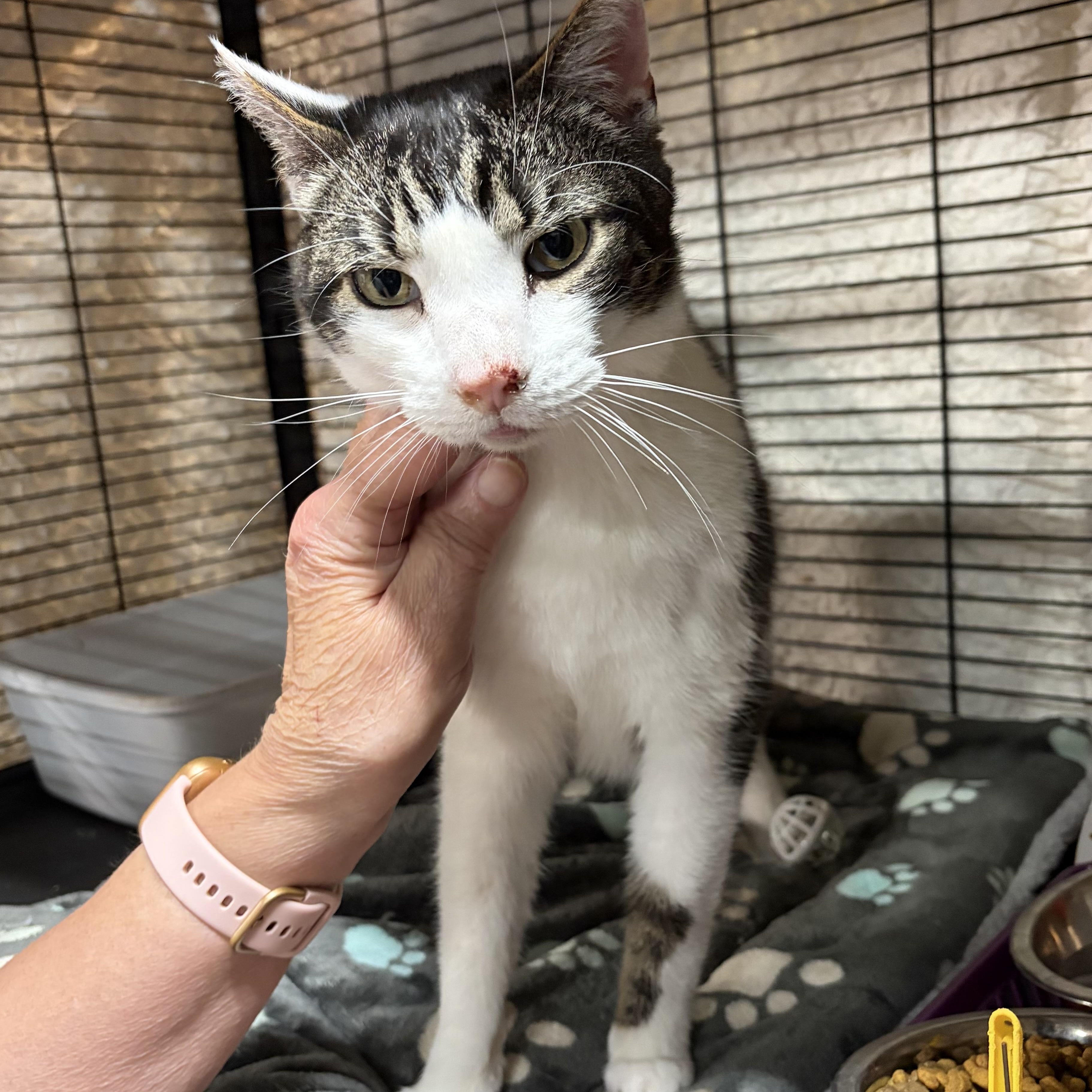 Enlarge Purrlock Holmes, a Adoptable Domestic Short Hair in Cortland, NY image 2/3