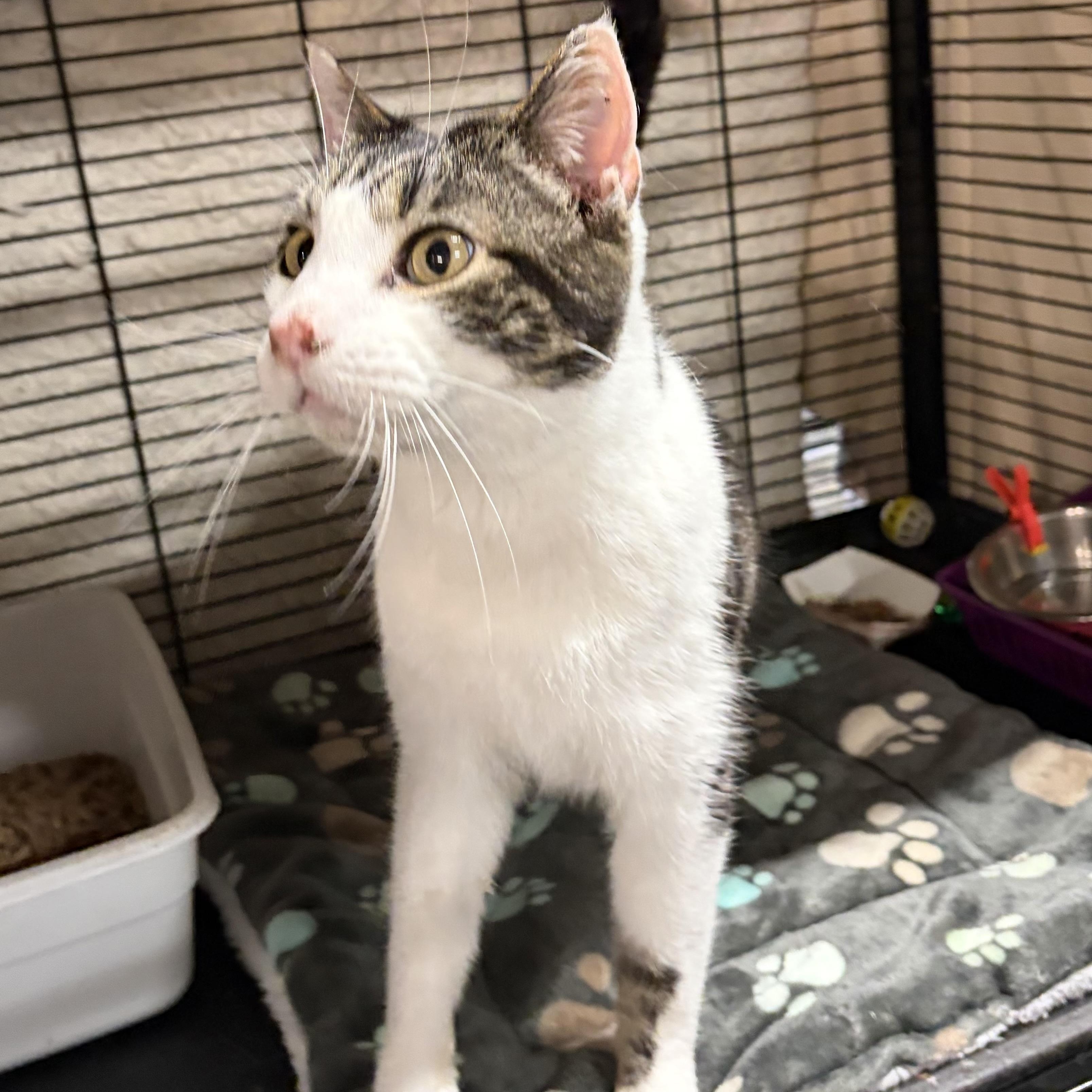 Purrlock Holmes, Adoptable, Adult Male Domestic Short Hair.